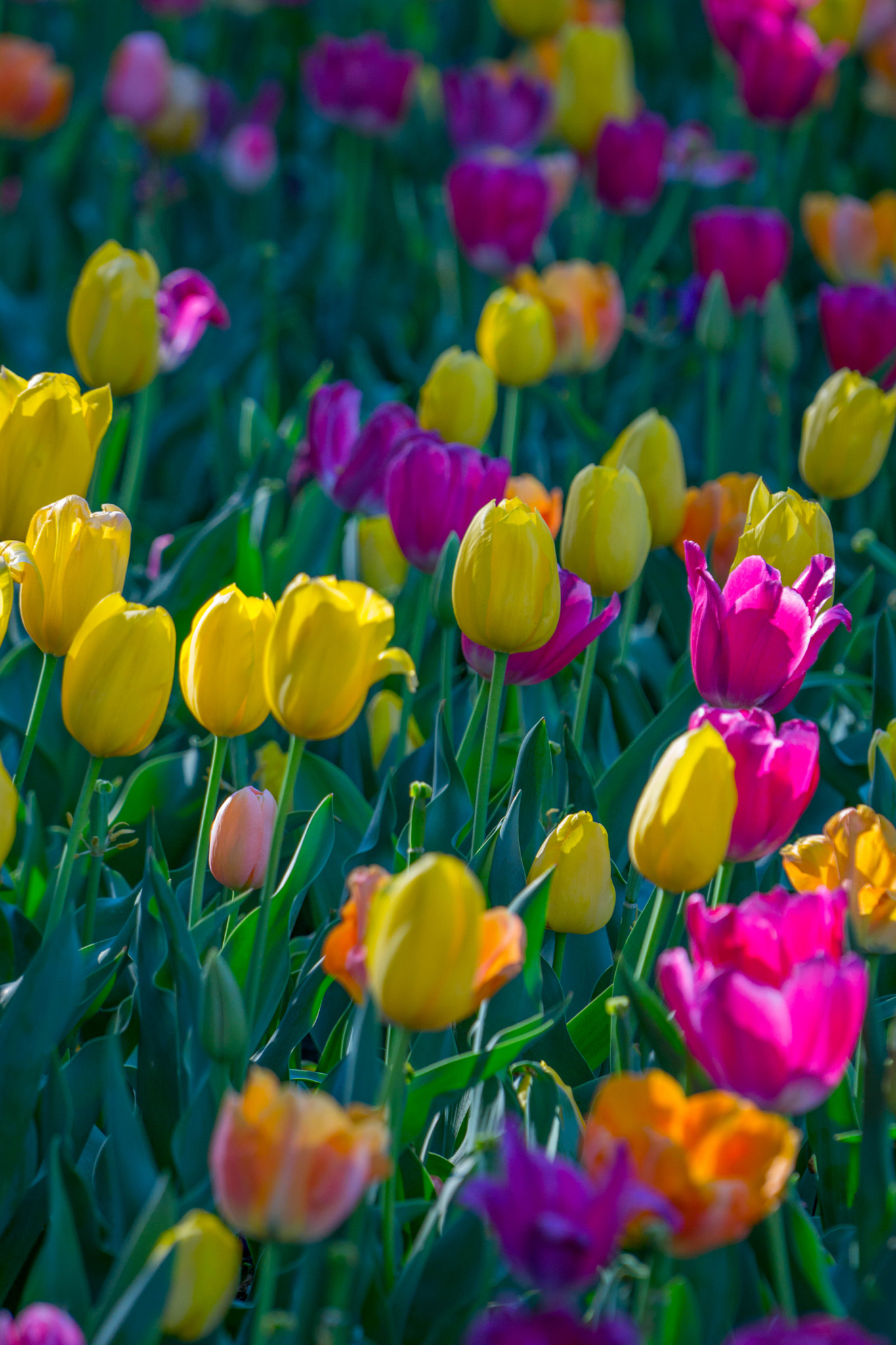 Sony a6000 + Sony FE 70-200mm F4 G OSS sample photo. Tulips tulips tulips photography