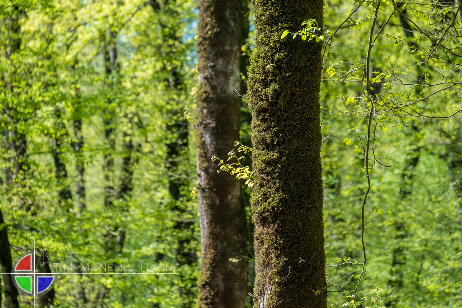 Fujifilm X-E1 sample photo. Green photography