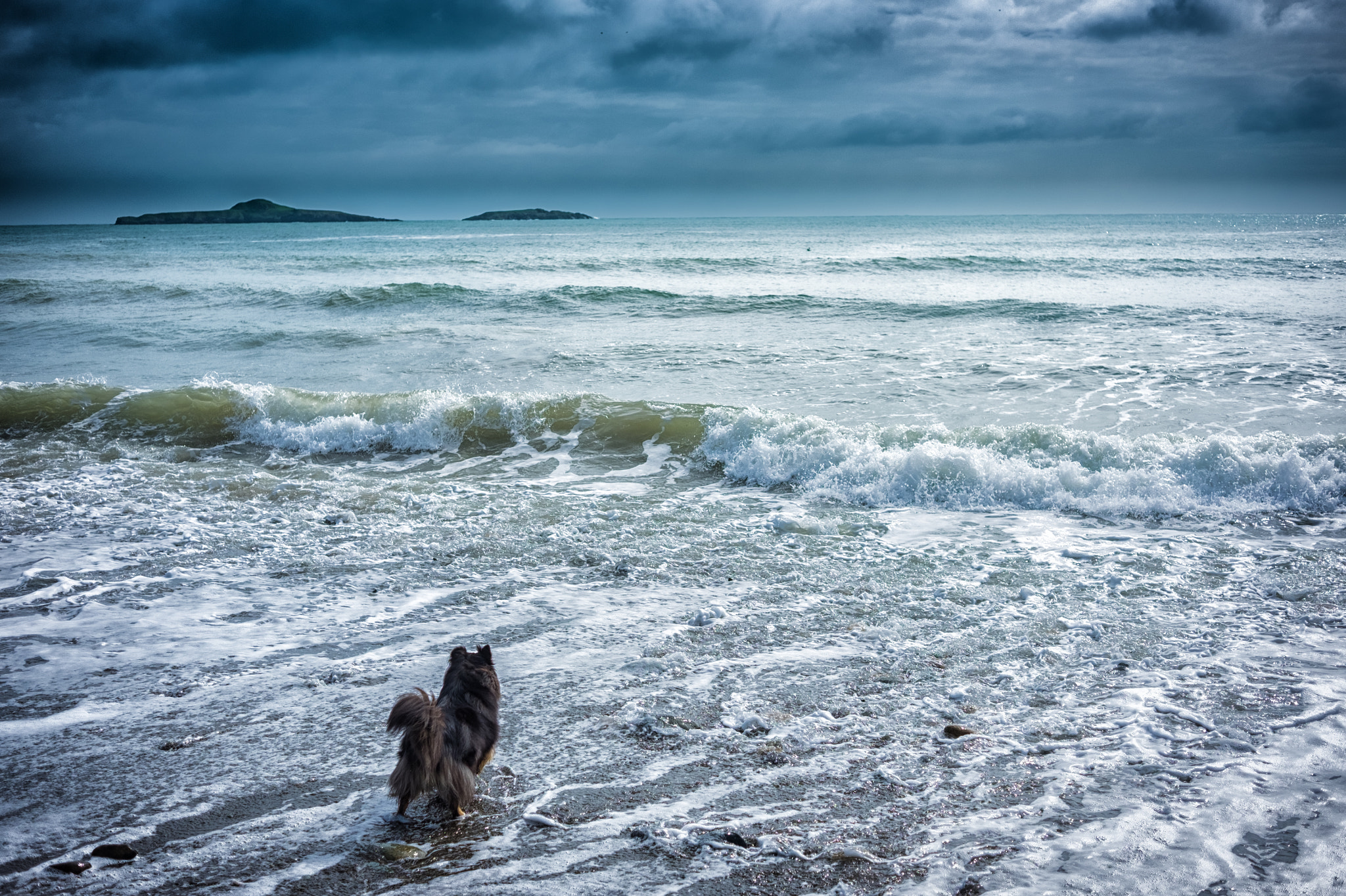Fujifilm X-T10 + Fujifilm XF 27mm F2.8 sample photo. Canute canine photography