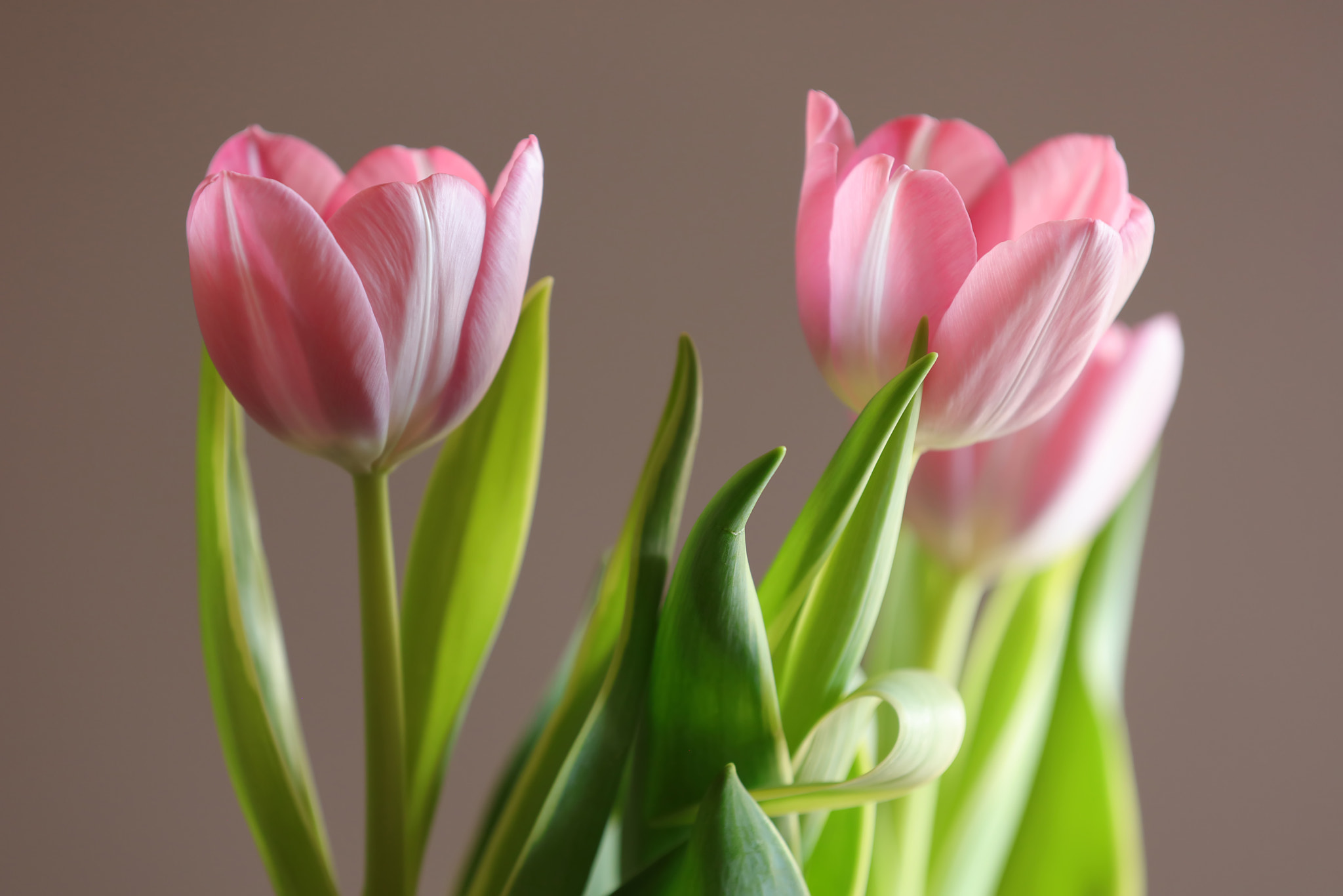 Canon EOS 5DS R sample photo. Edible photography