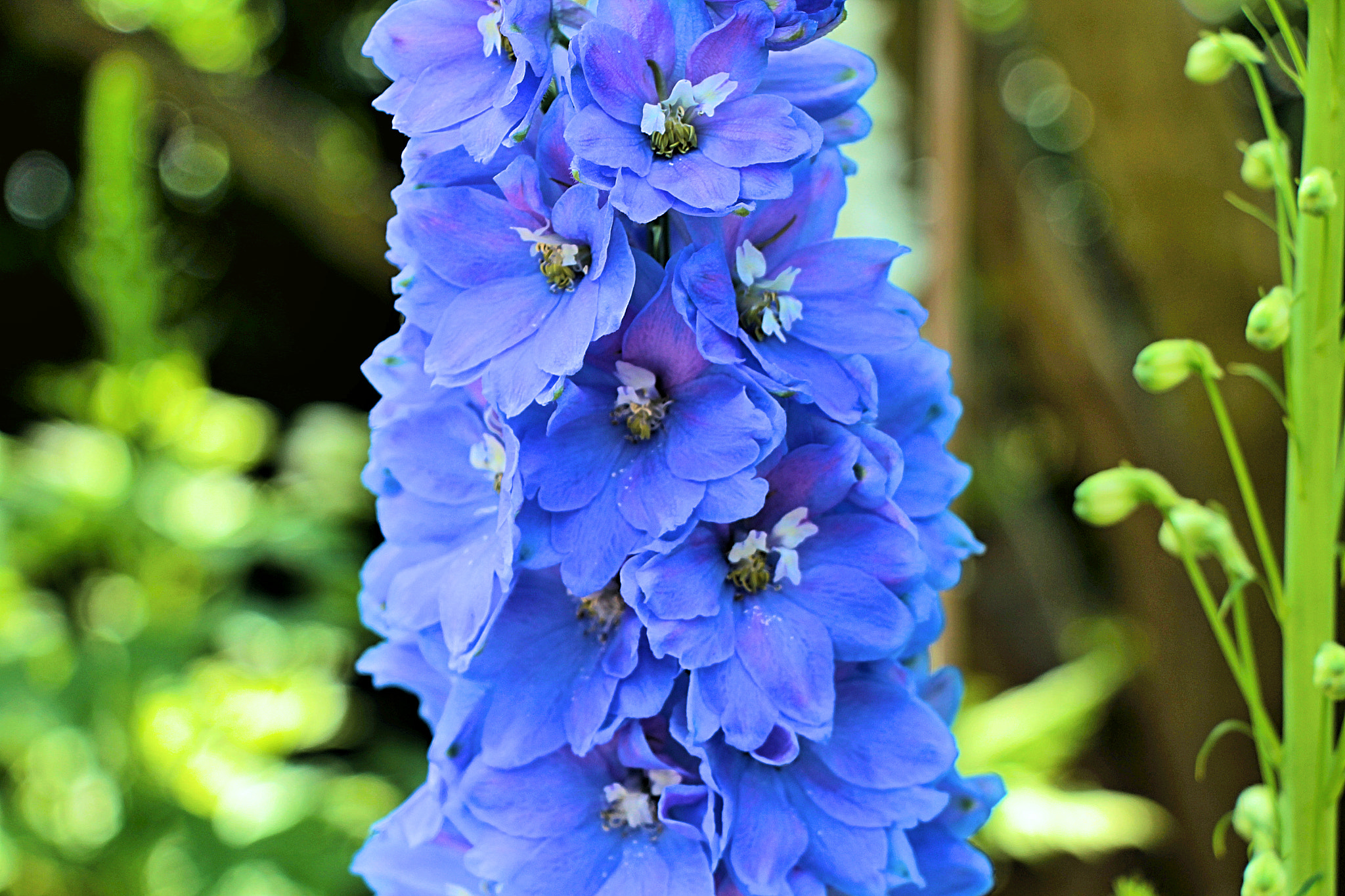 Canon EOS 1200D (EOS Rebel T5 / EOS Kiss X70 / EOS Hi) sample photo. Flower photography