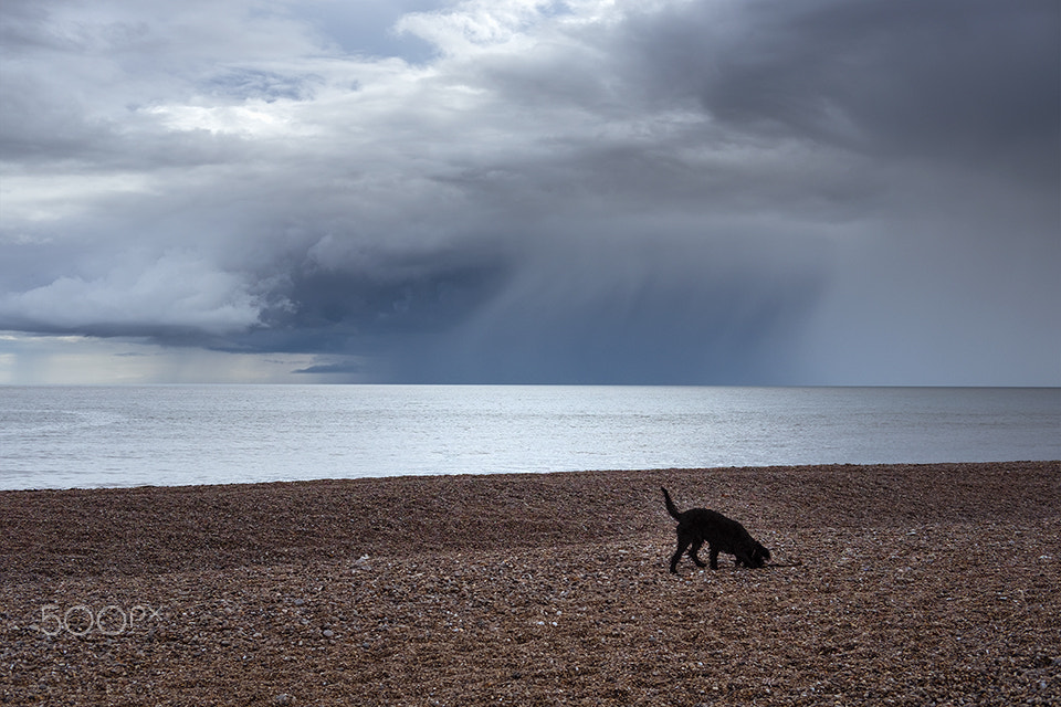 Fujifilm X-T10 + Fujifilm XF 35mm F2 R WR sample photo. Salty sea dog photography