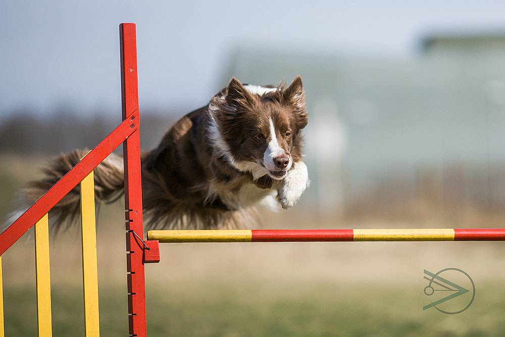 Sony Sonnar T* 135mm F1.8 ZA sample photo. Chocolate agility photography