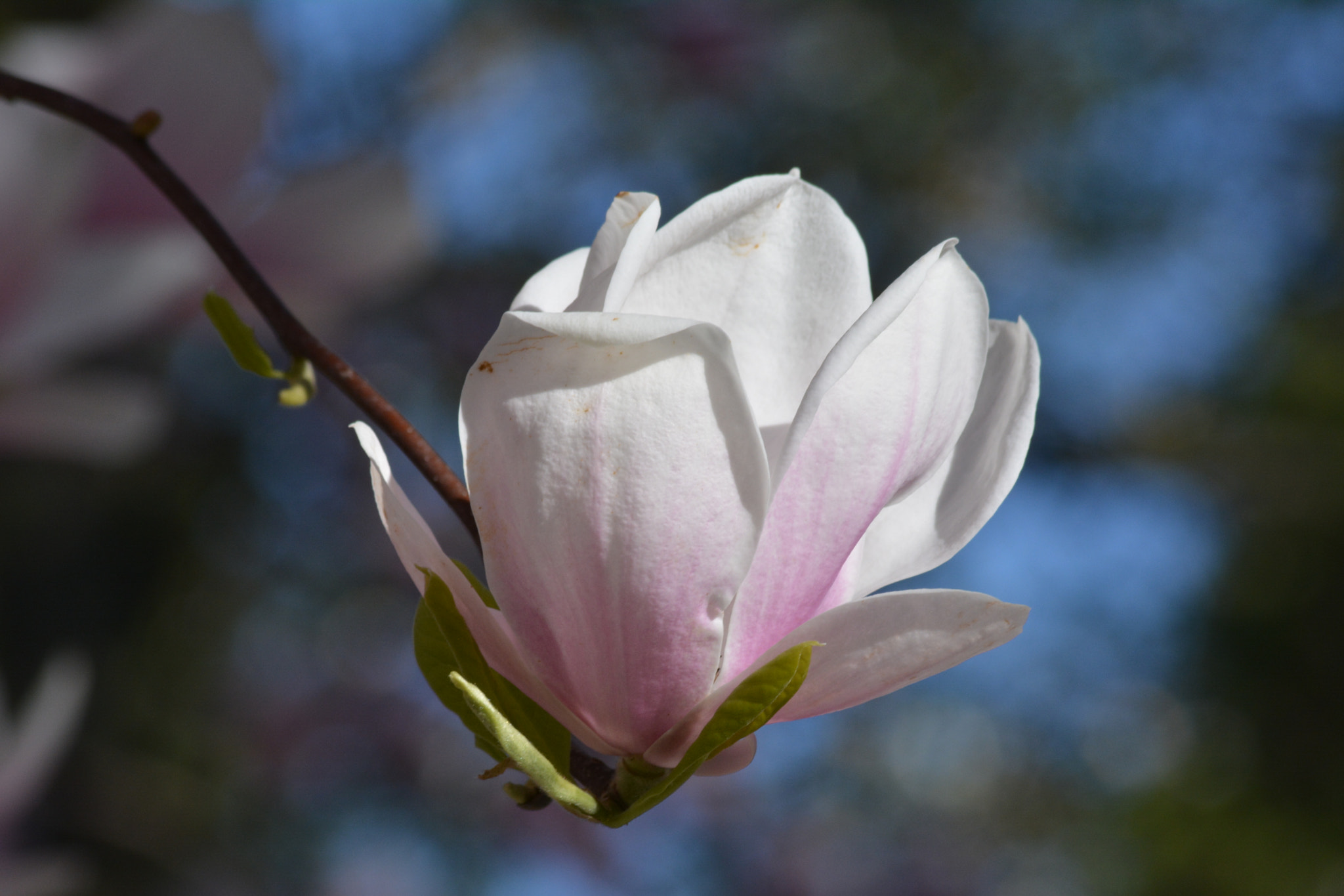 Sigma 70-300mm F4-5.6 APO DG Macro sample photo. Magnolia photography