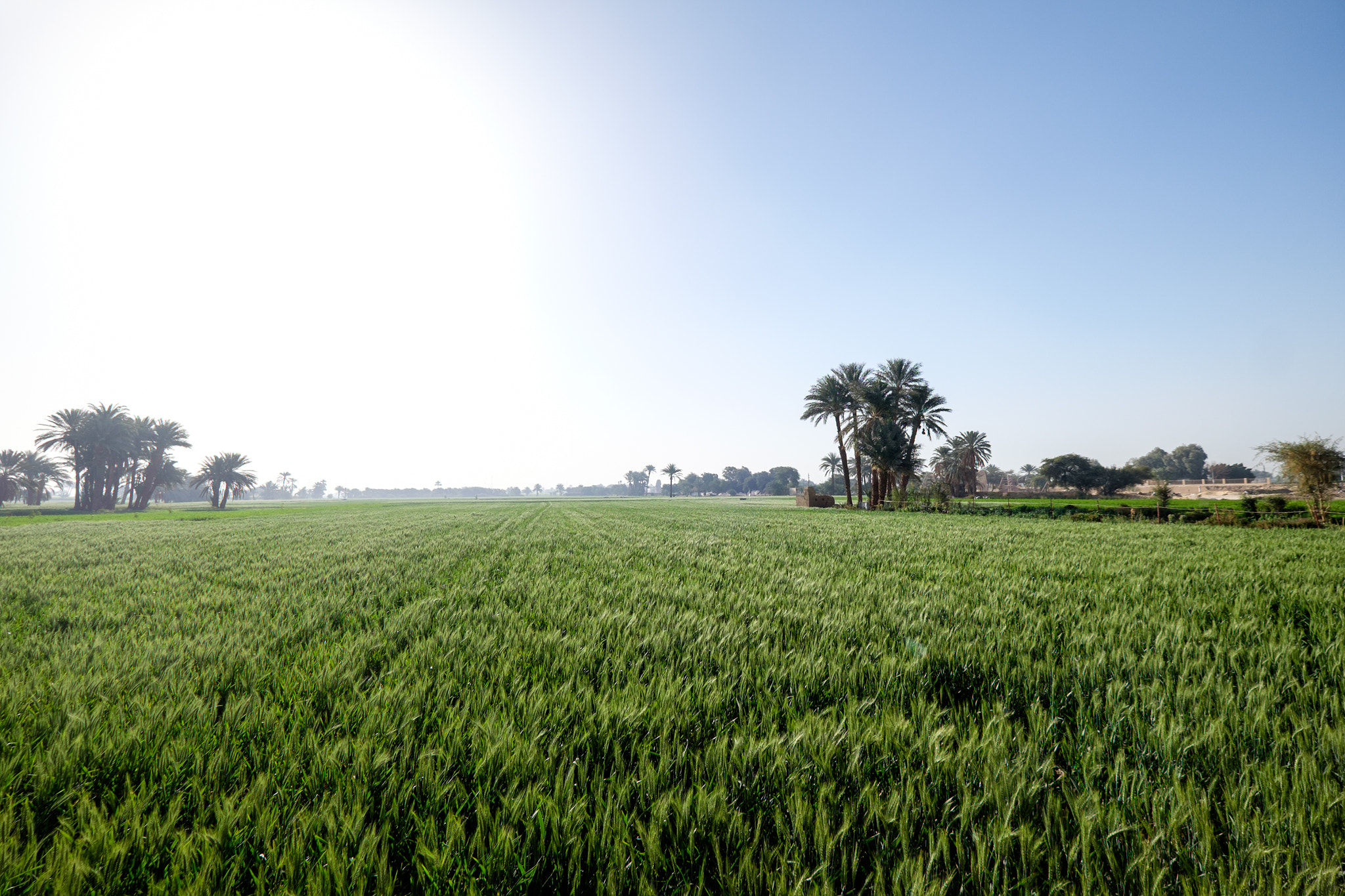 Fujifilm XF 10-24mm F4 R OIS sample photo. Wheatfield photography