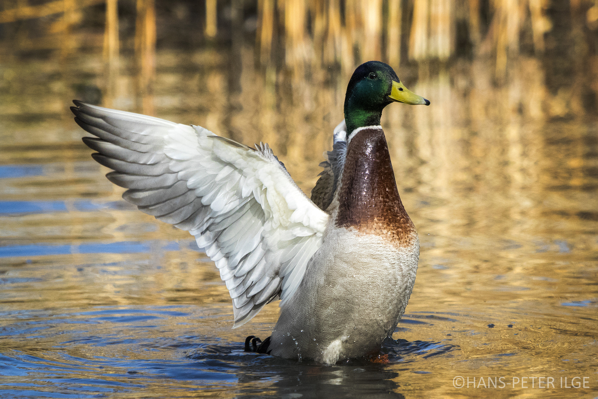Canon EF 100-400mm F4.5-5.6L IS USM sample photo. Mallard duck photography