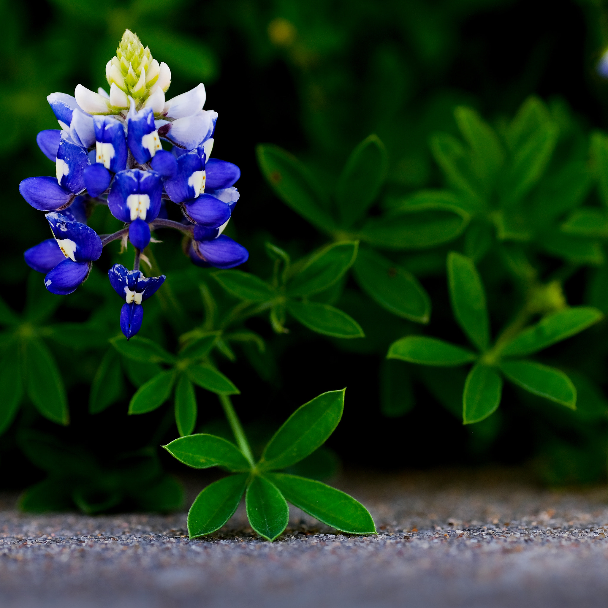 Fujifilm X-T20 + Fujifilm XF 90mm F2 R LM WR sample photo. Bluebonnet street level photography