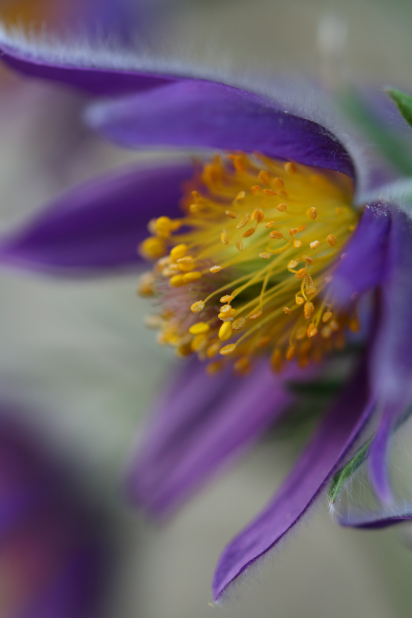 Canon EF 100mm F2.8L Macro IS USM sample photo. Pulsatilla (lila) photography
