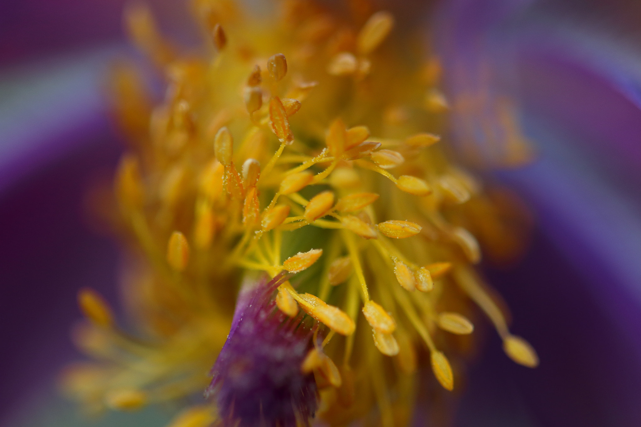 Canon EF 100mm F2.8L Macro IS USM sample photo. Near photography