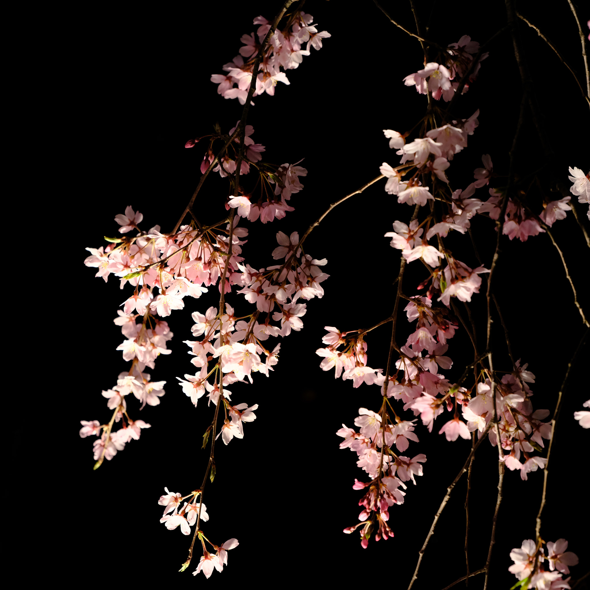Fujifilm GF 32-64mm F4 R LM WR sample photo. Weeping cherry photography