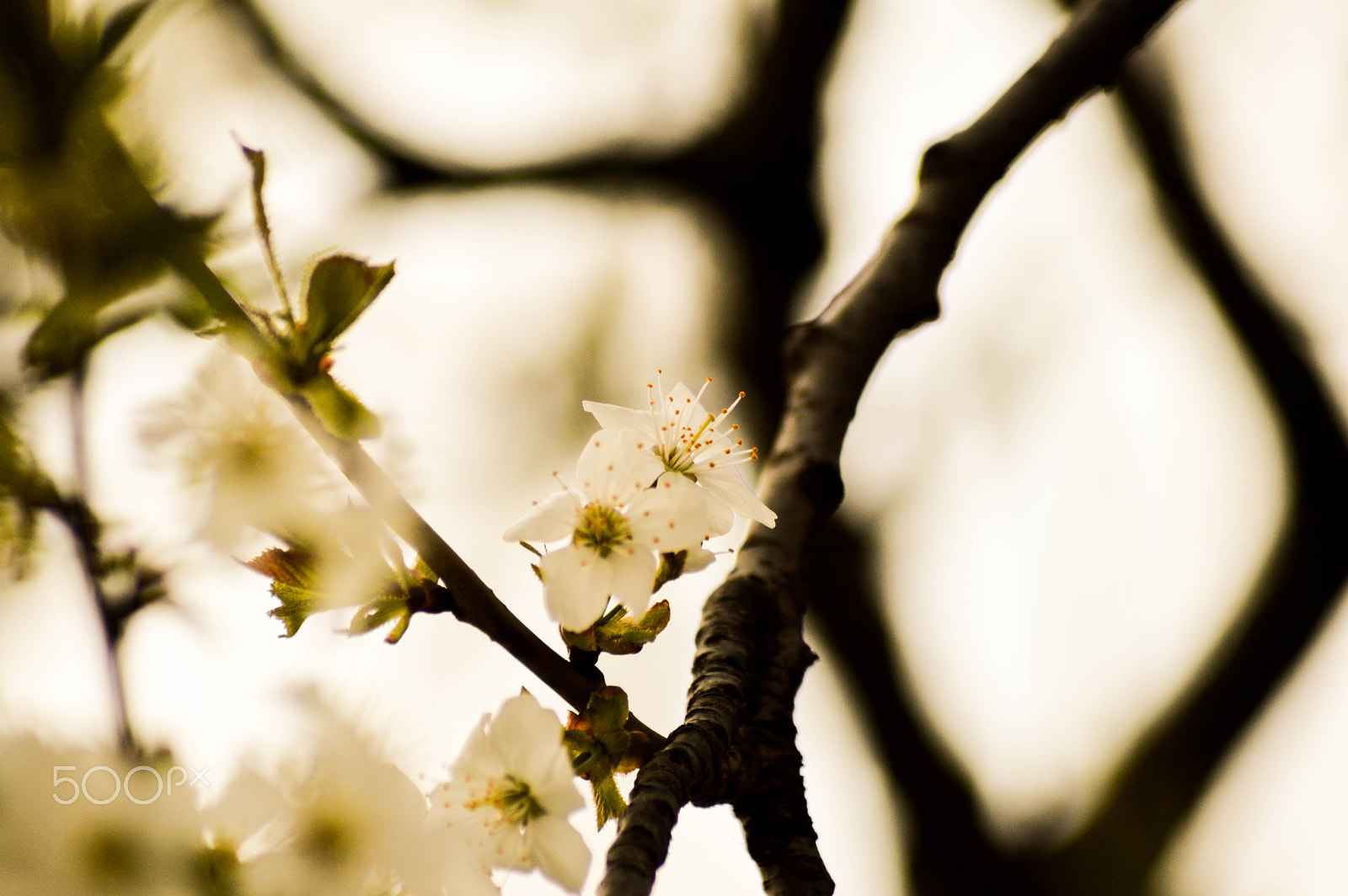 Nikon D3200 sample photo. Blooming photography