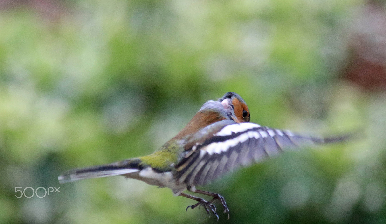 Canon EF 70-200mm F2.8L USM sample photo. Landing photography