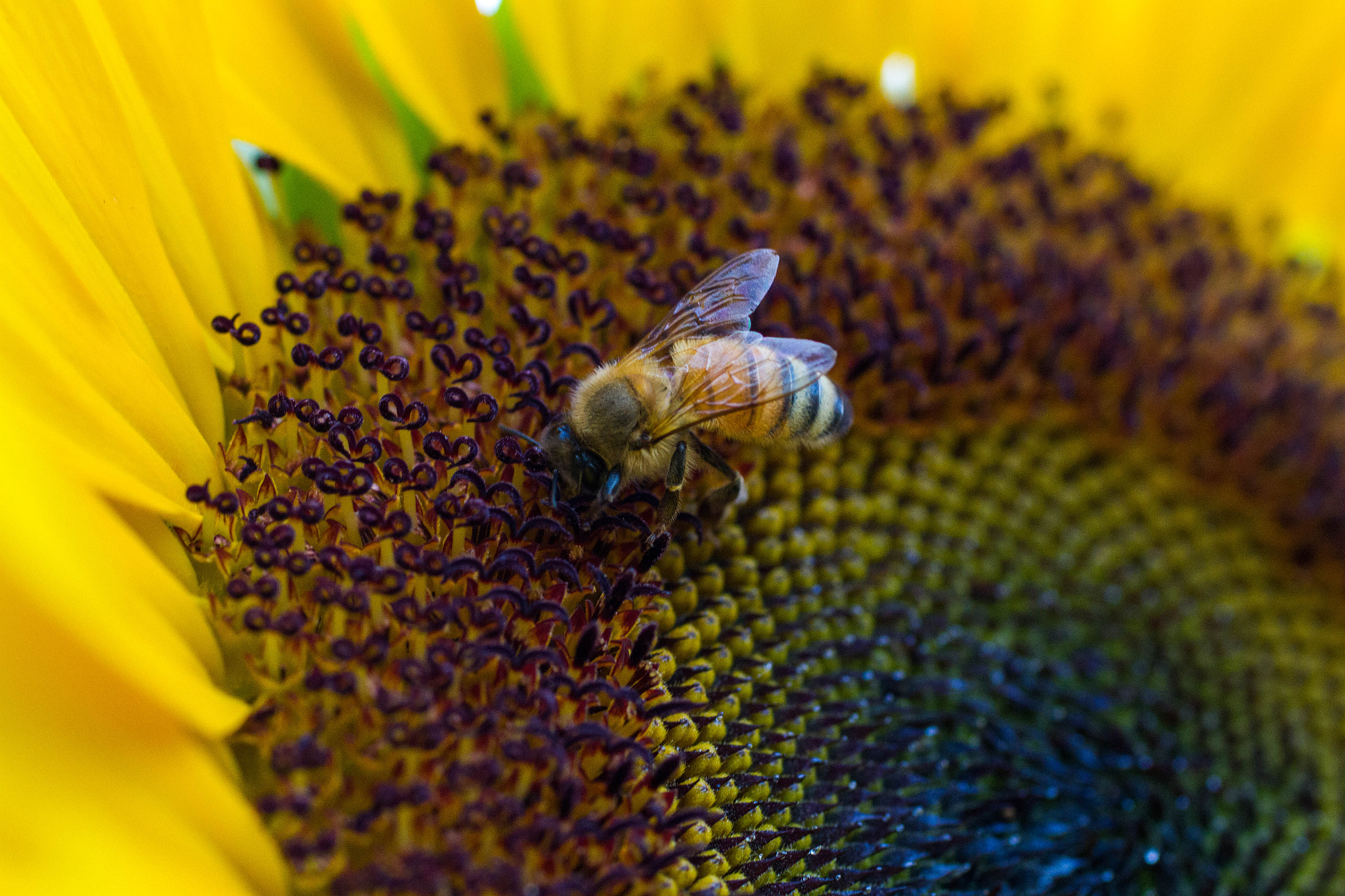 Canon EF 50mm F2.5 Macro sample photo. Bee photography