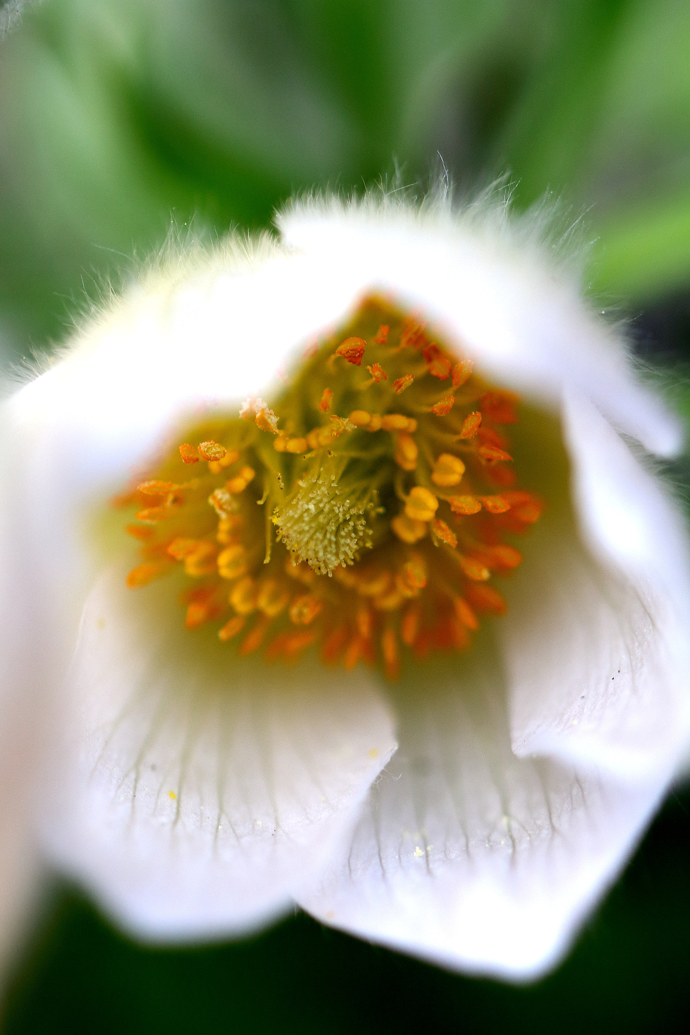 Canon EF 100mm F2.8L Macro IS USM sample photo. Pulsatilla (weiß) photography