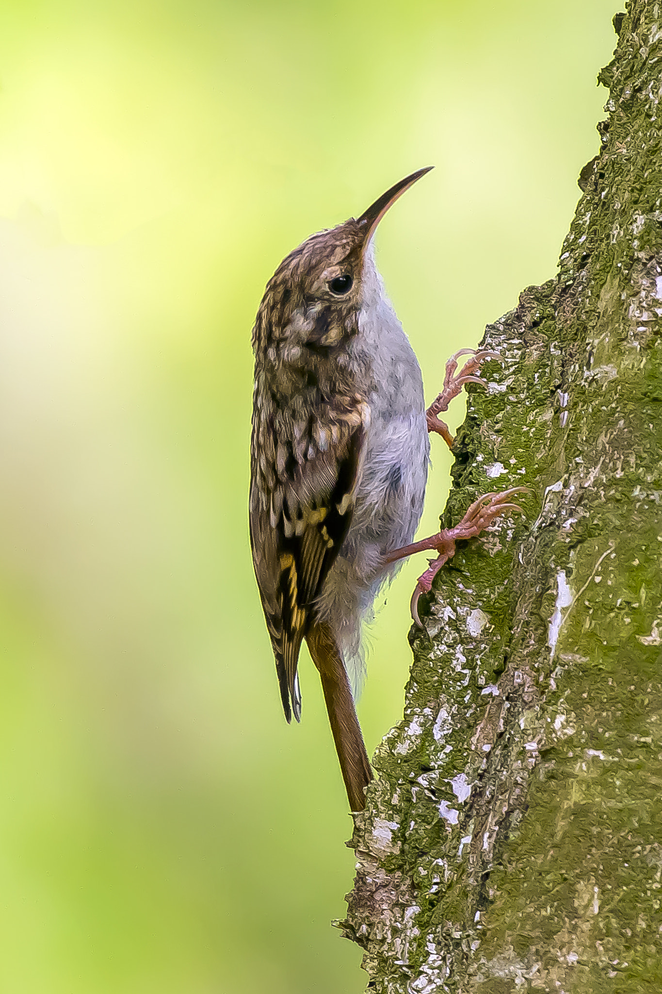 Pentax K-3 + Sigma sample photo. Short-toed treecreeper photography