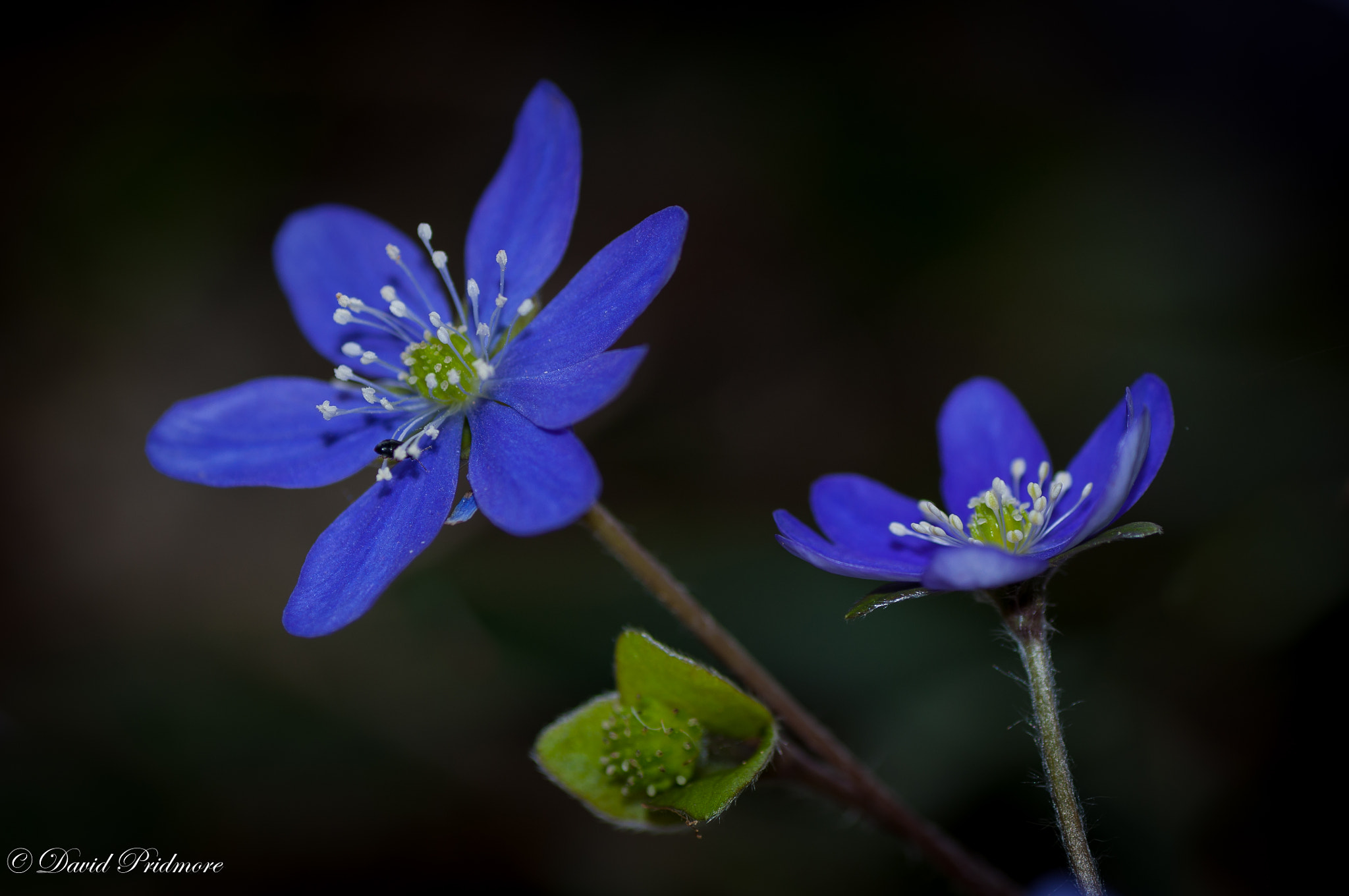 Nikon D90 sample photo. Blue photography