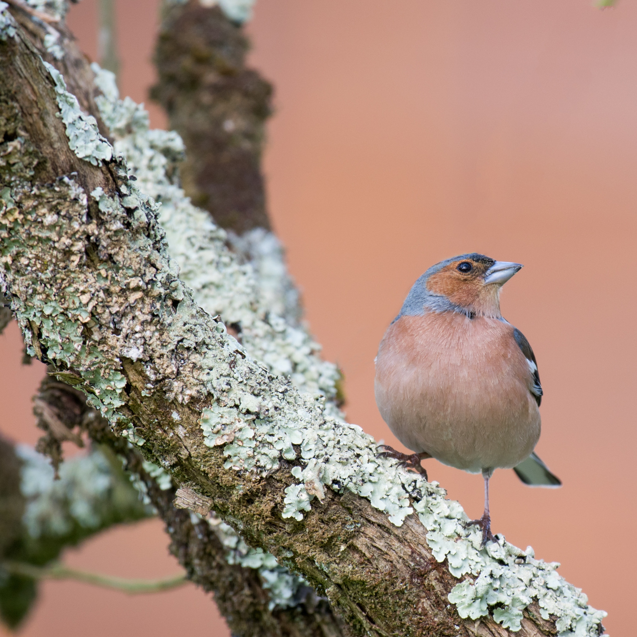 Nikon AF-S Nikkor 200-500mm F5.6E ED VR sample photo. Chaffinch photography