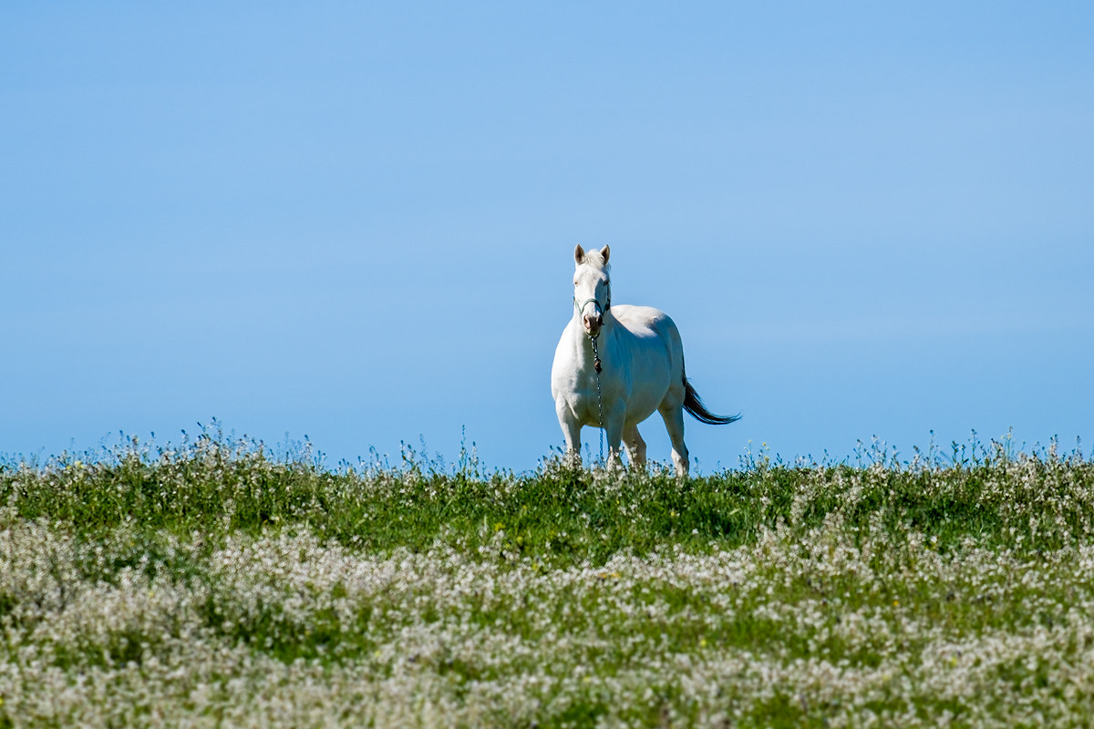 Fujifilm X-E2 + Fujifilm XF 55-200mm F3.5-4.8 R LM OIS sample photo. Power photography