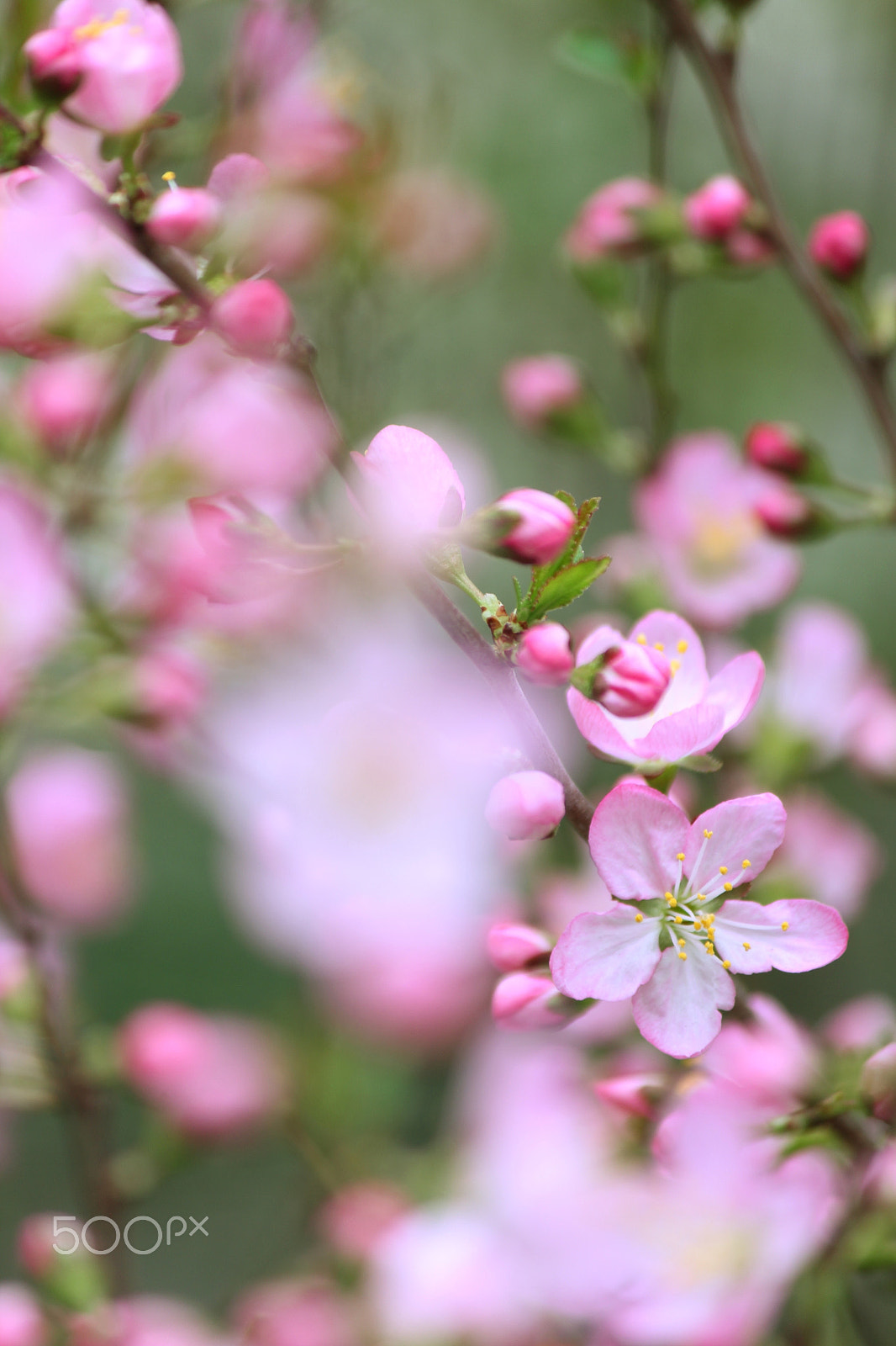 Canon EF-S 55-250mm F4-5.6 IS II sample photo. Full bloom photography