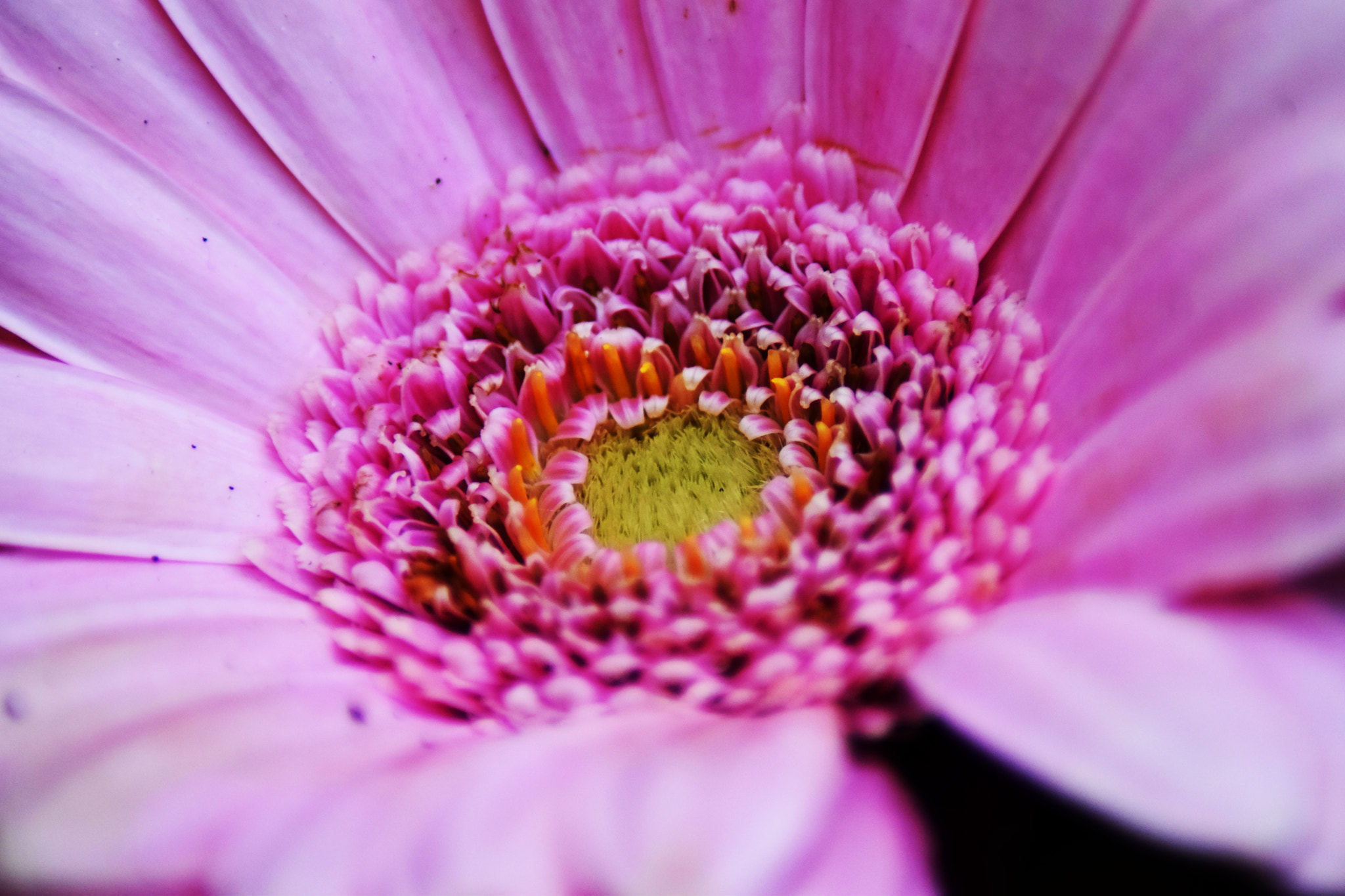Nikon D5500 sample photo. Macro of flower photography