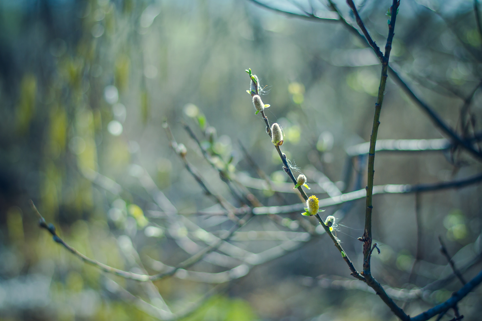Nikon D3100 + Nikon AF-S Nikkor 50mm F1.8G sample photo. Fluffy spring photography