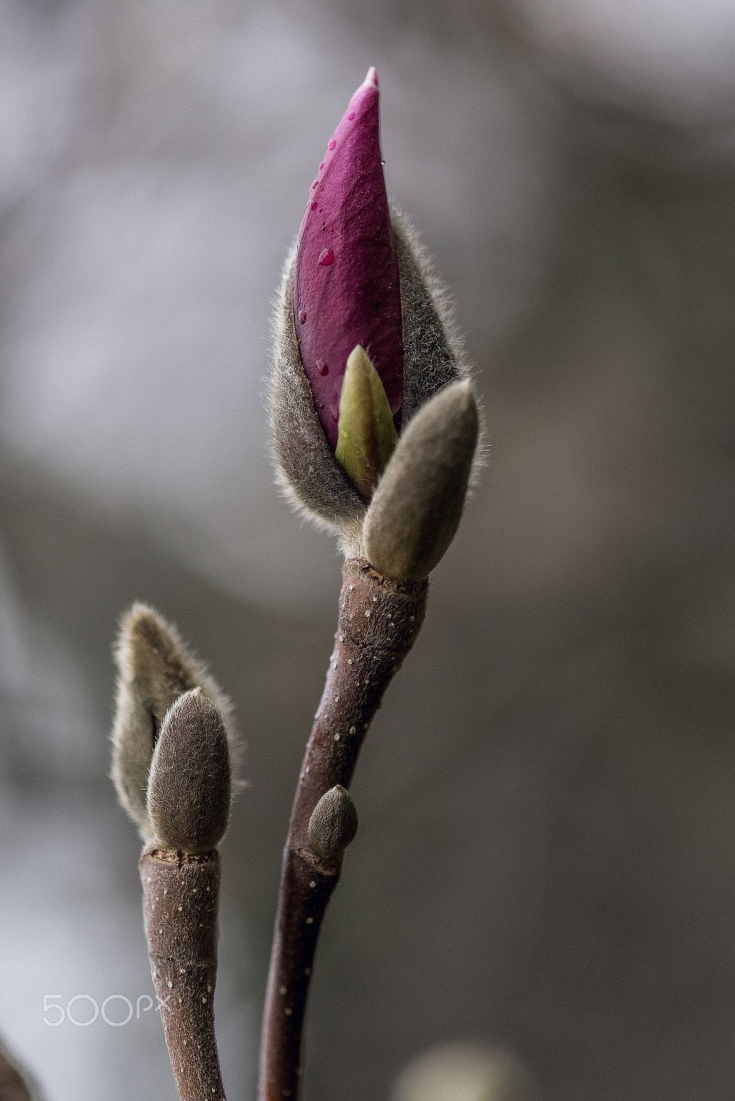 Nikon AF-S Micro-Nikkor 105mm F2.8G IF-ED VR sample photo. Magnolia burgeon photography