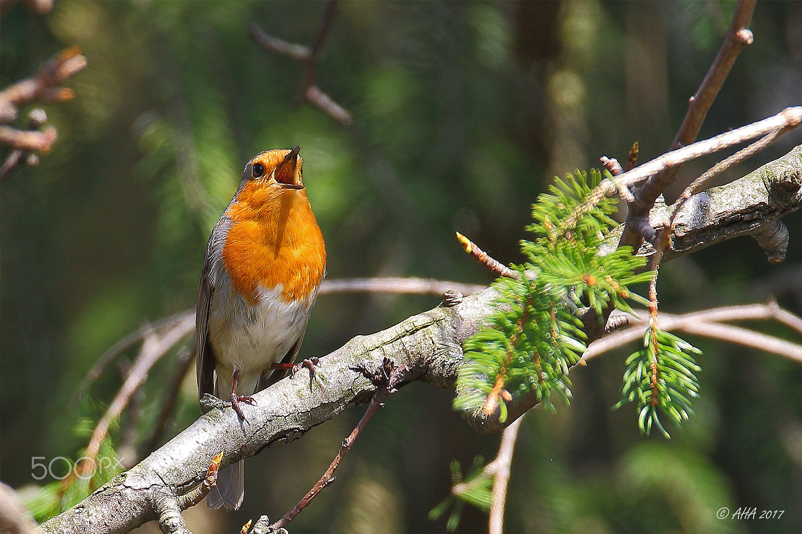 150-600mm F5-6.3 DG OS HSM | Sports 014 sample photo. European robin (erithacus rubecula) photography