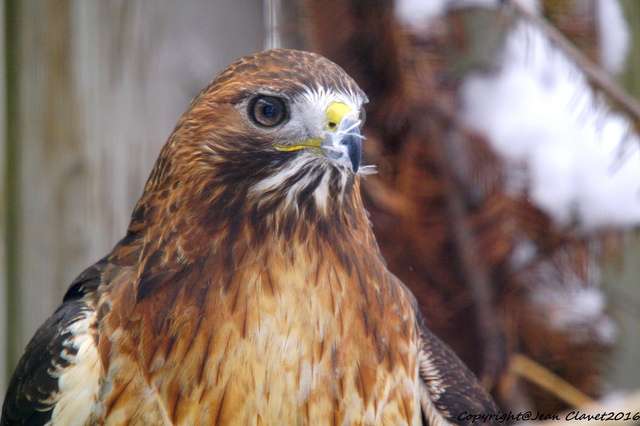 Pentax K-7 sample photo. Buse pattue/ rough-legged buzzard photography