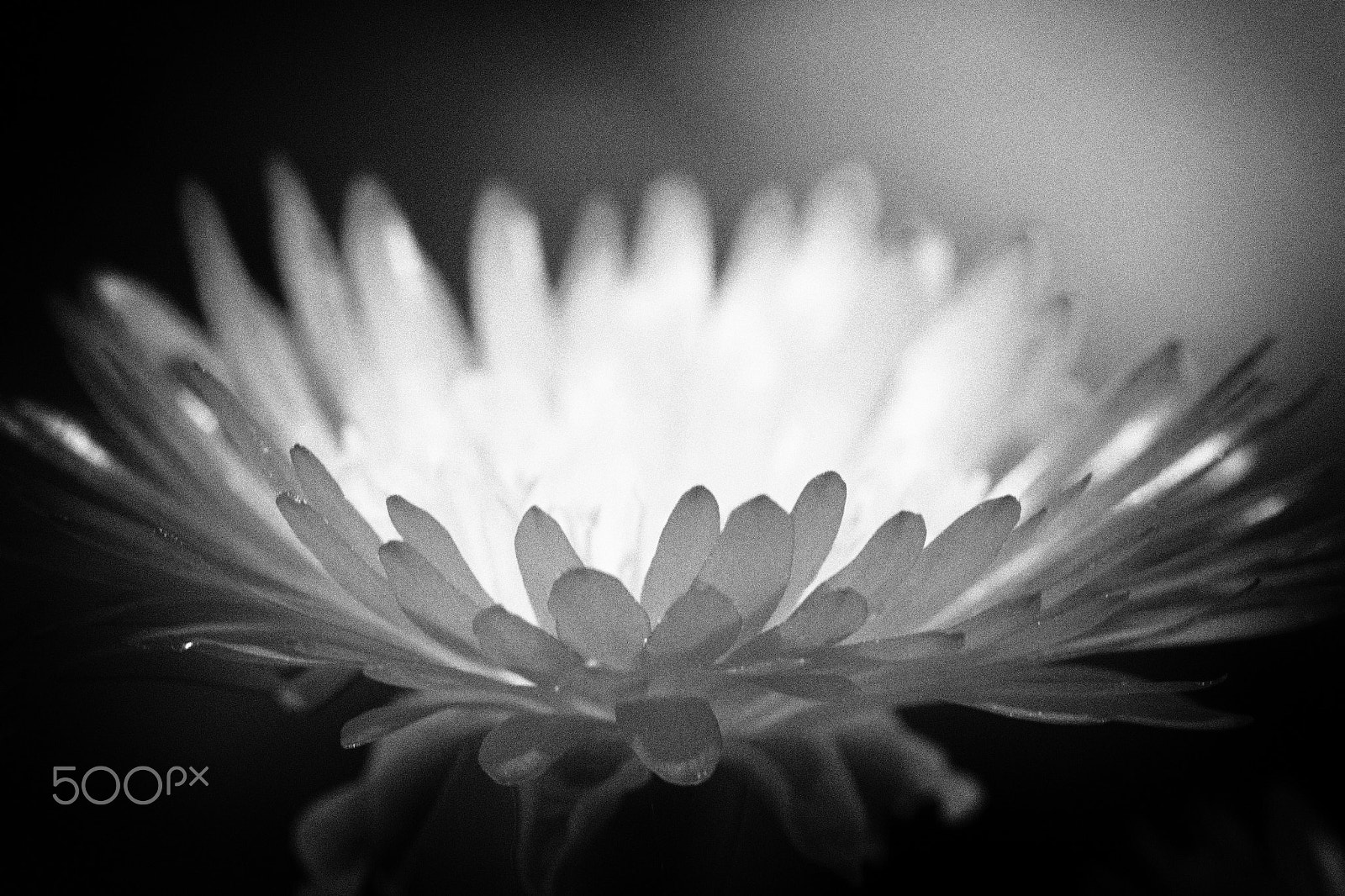 Canon EF 100mm F2.8 Macro USM sample photo. Nimbus photography