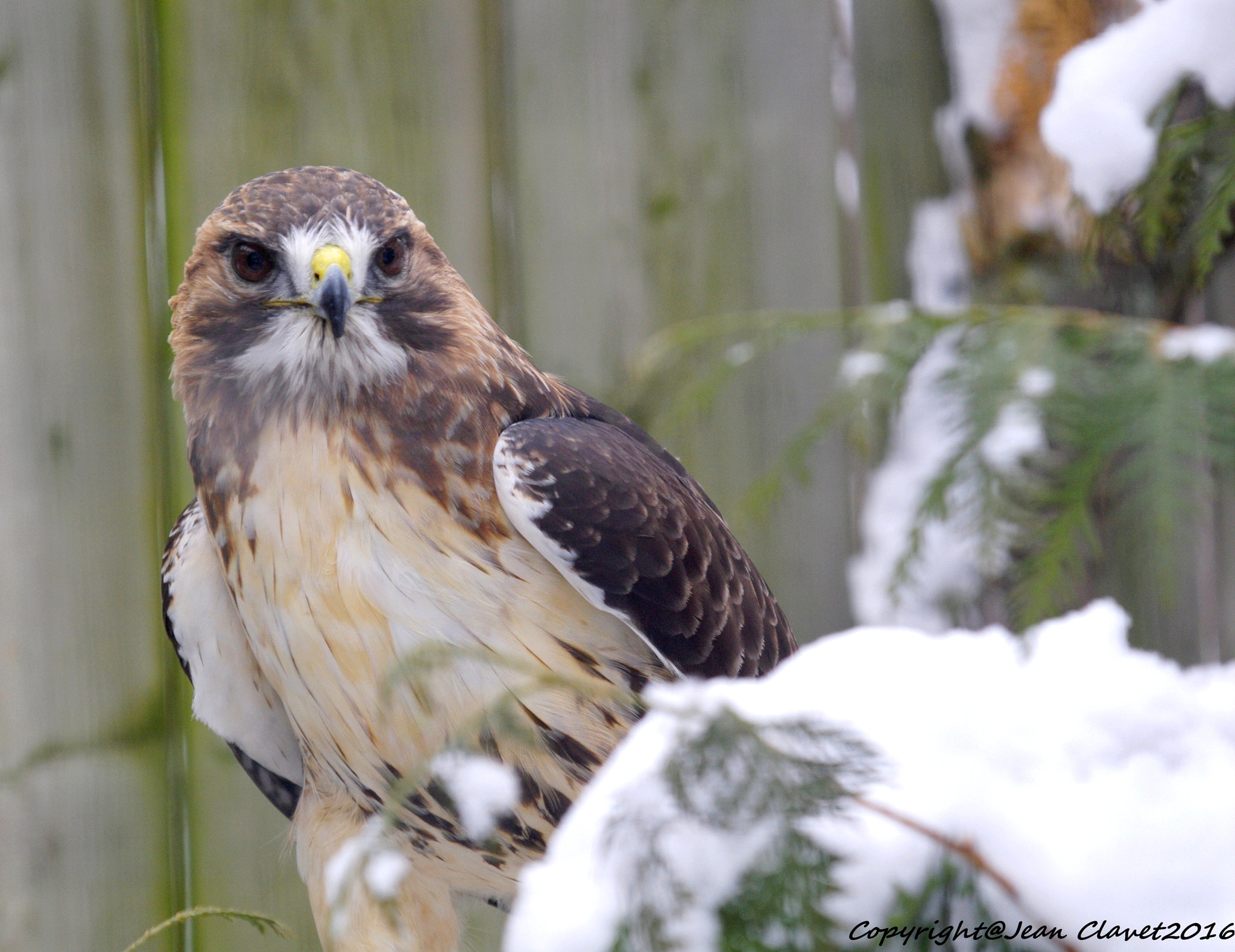 Pentax K-7 + Sigma sample photo. Buse pattue/ rough-legged buzzard photography