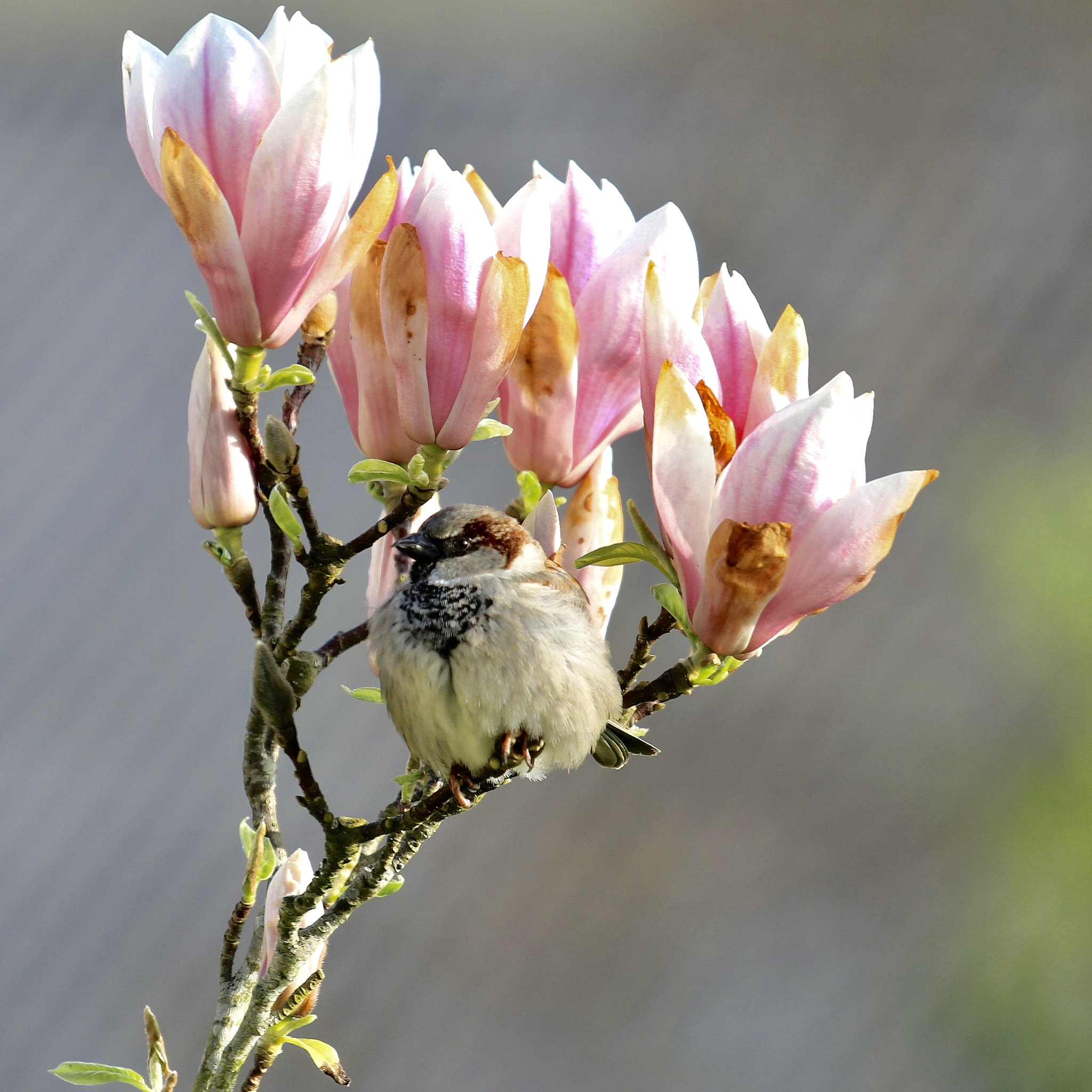 Canon EOS 7D + Canon EF 70-200mm F4L IS USM sample photo. Fier comme un moineau photography
