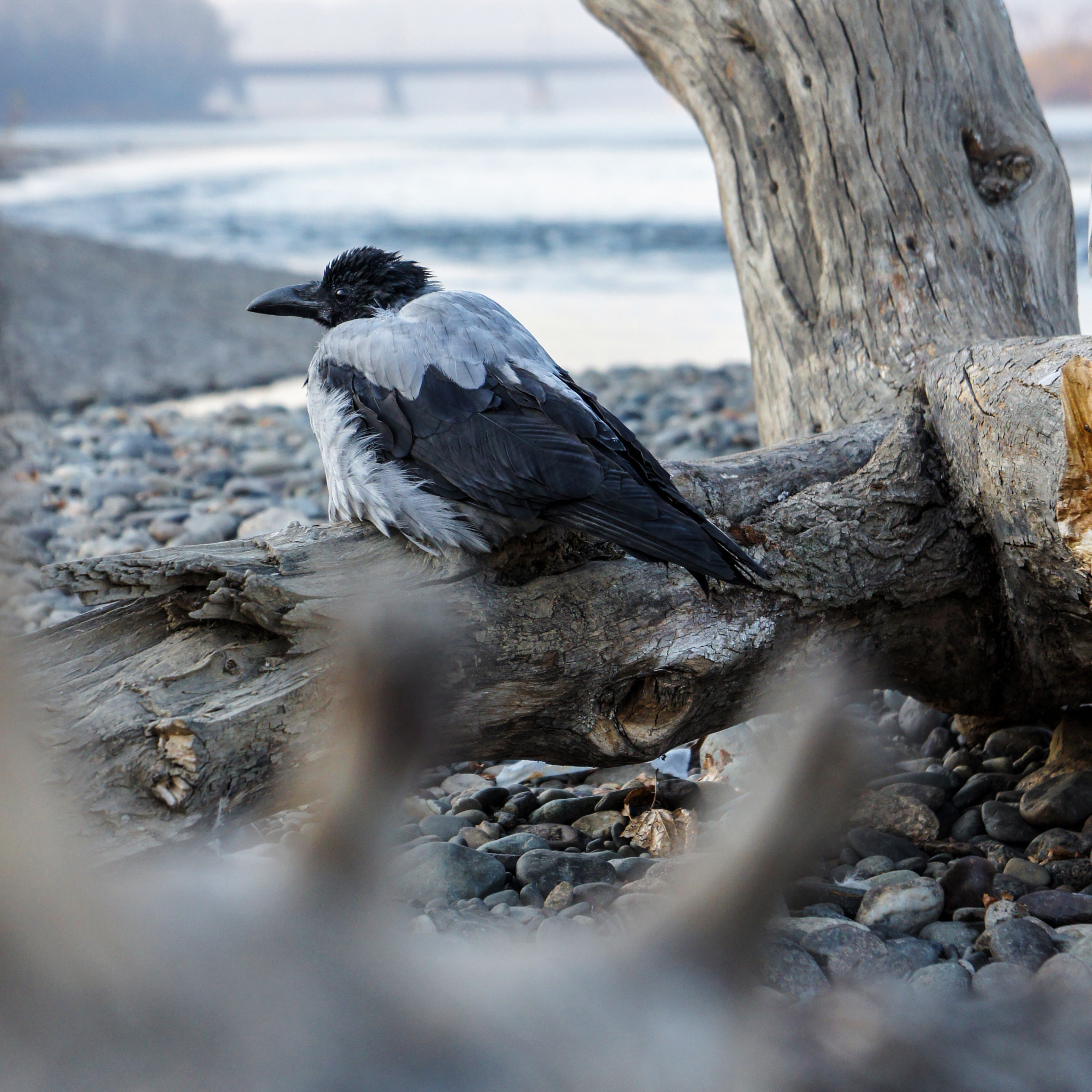 Sony Alpha NEX-3 sample photo. The tired crow photography