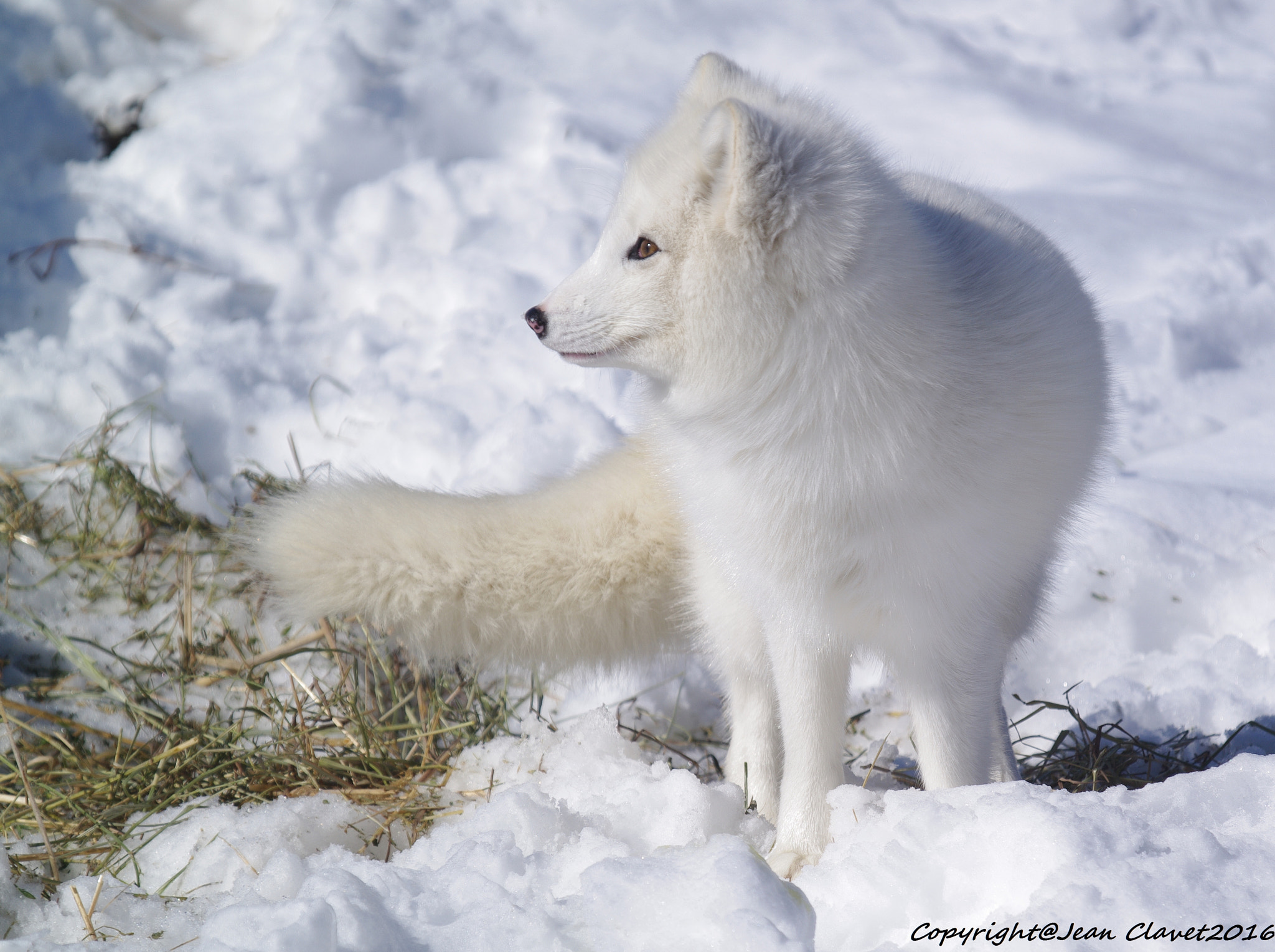 Pentax K-7 + Sigma sample photo. Renard polaire/ arctic fox photography