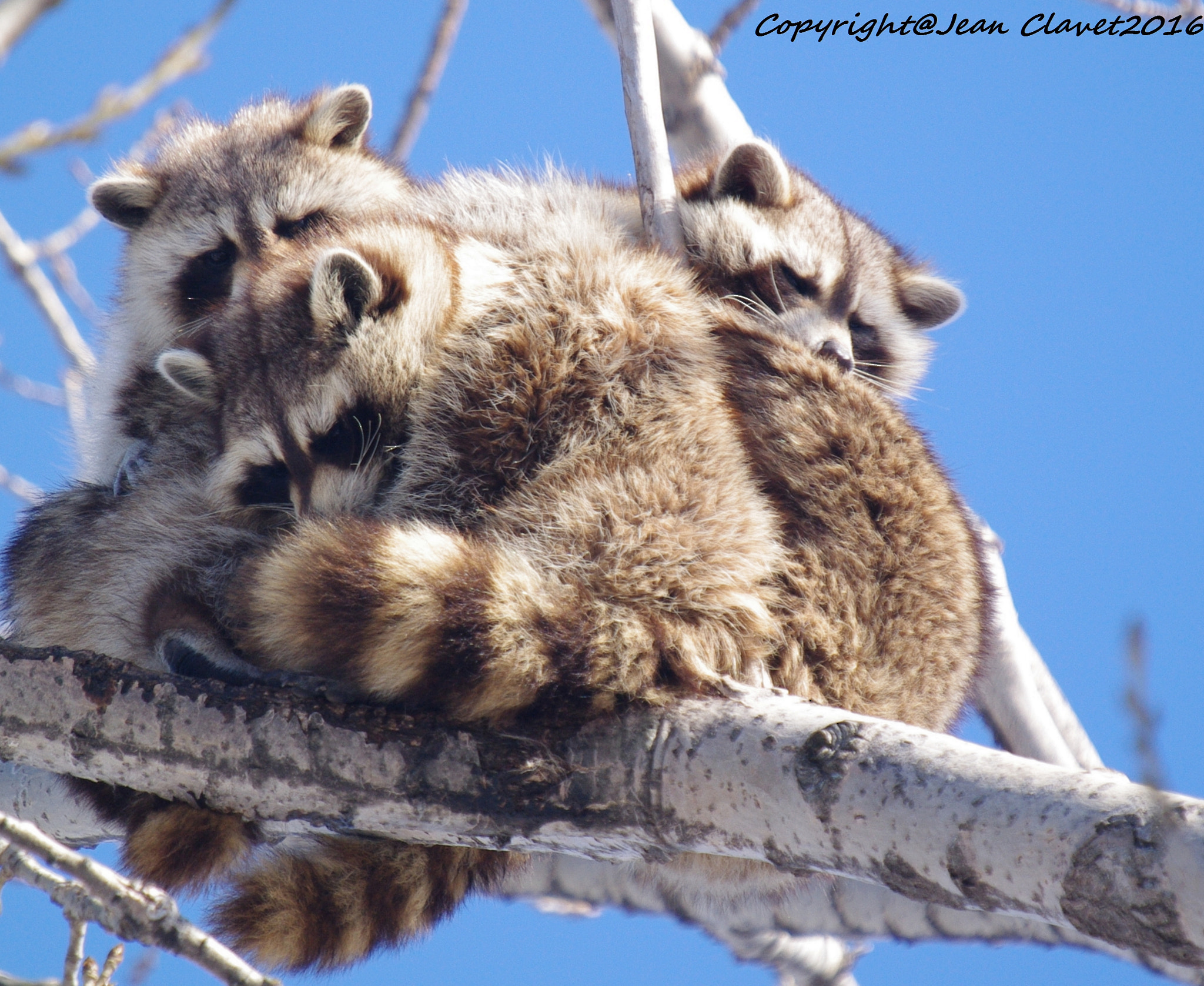 Pentax K-7 + Sigma sample photo. Raton laveur/ raccoon photography