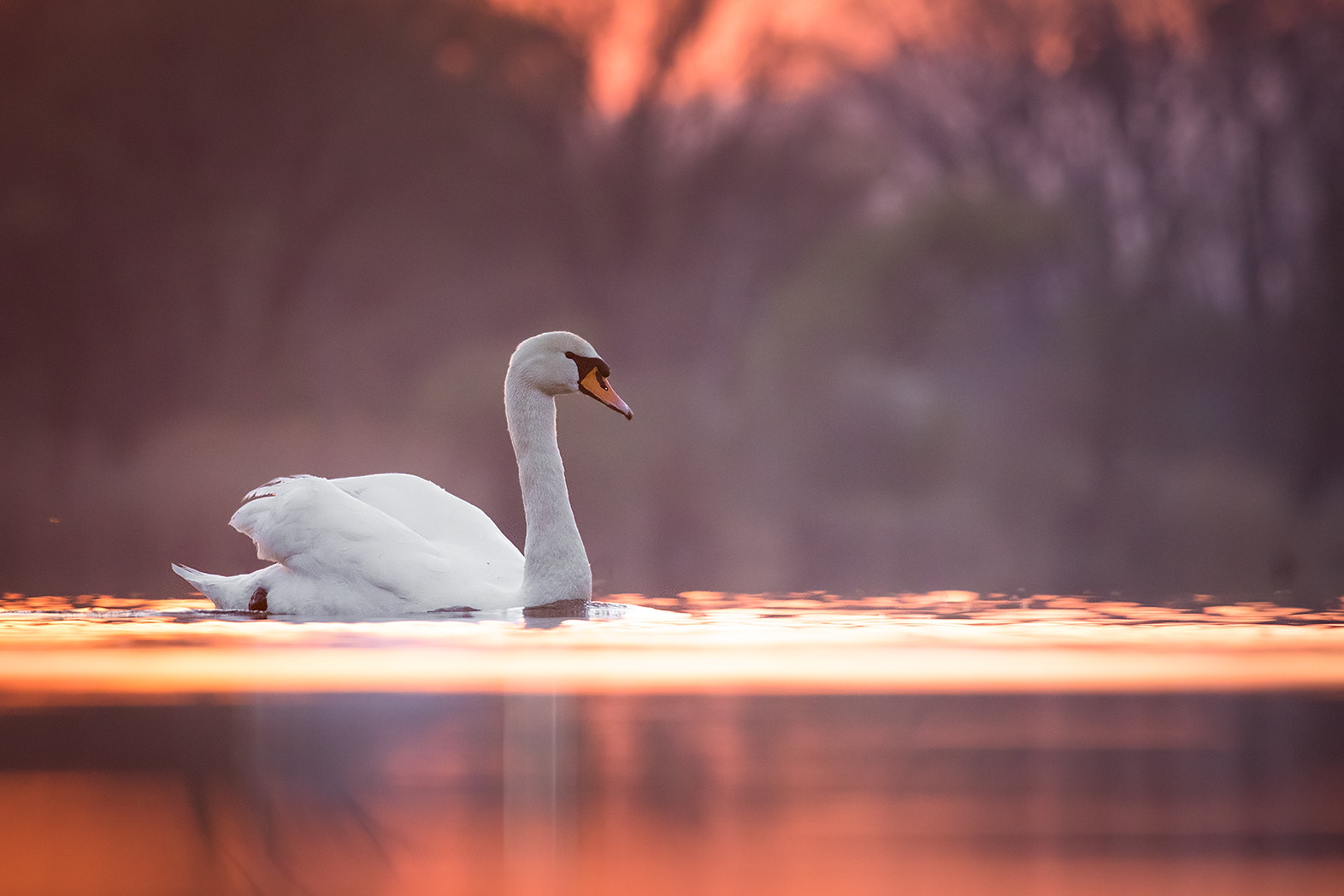 Canon EF 100-400mm F4.5-5.6L IS USM sample photo. Swan photography