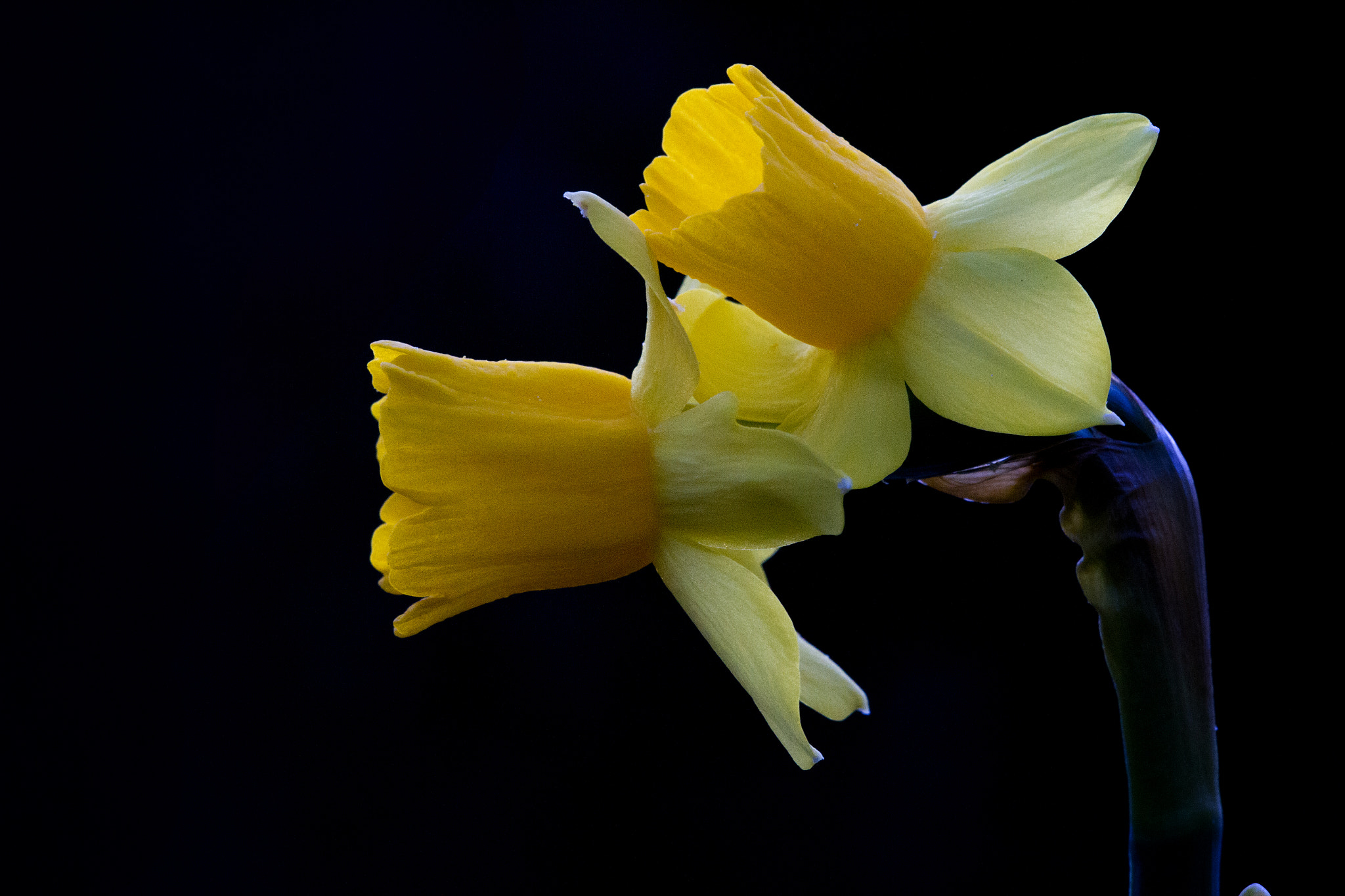 Sigma APO Macro 150mm f/2.8 EX DG HSM sample photo. Daffodil photography