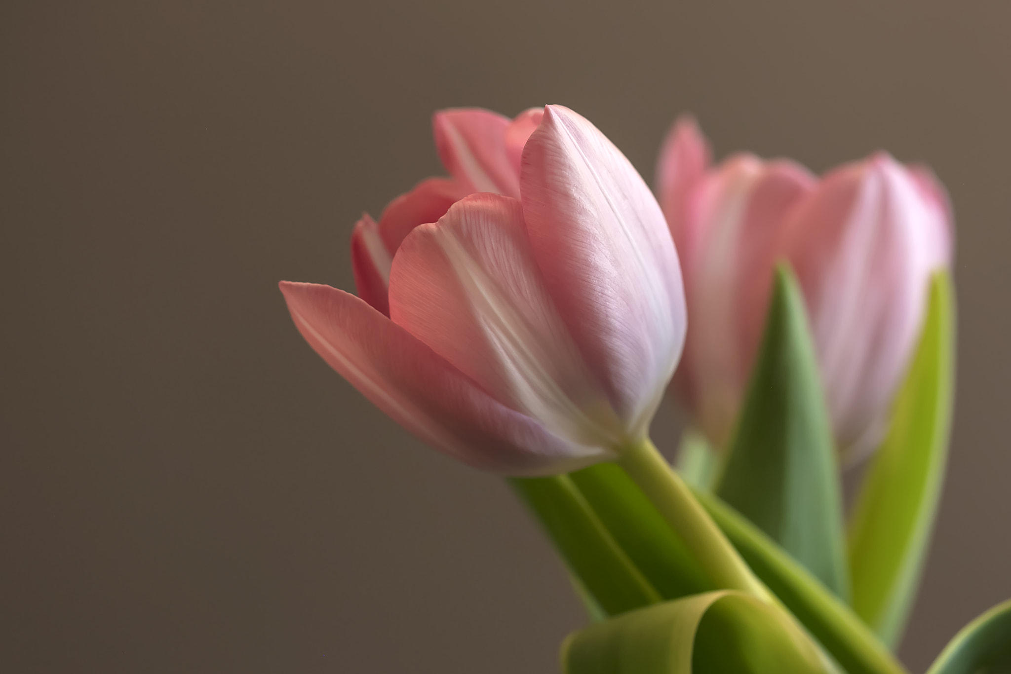Canon EOS 5DS R + Canon EF 100mm F2.8 Macro USM sample photo. The difference a day makes photography