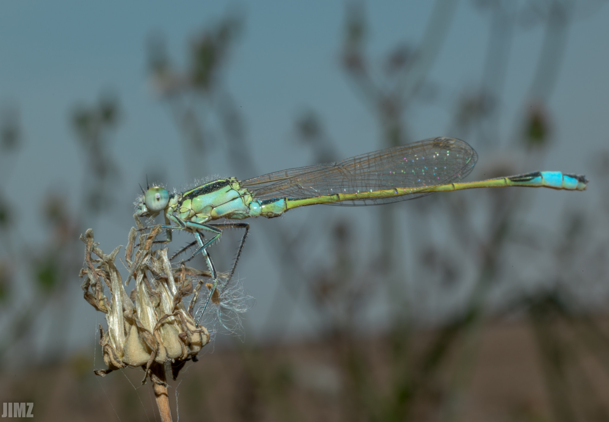 Nikon D810 + Nikon AF Nikkor 50mm F1.8D sample photo. Blue damselfy photography