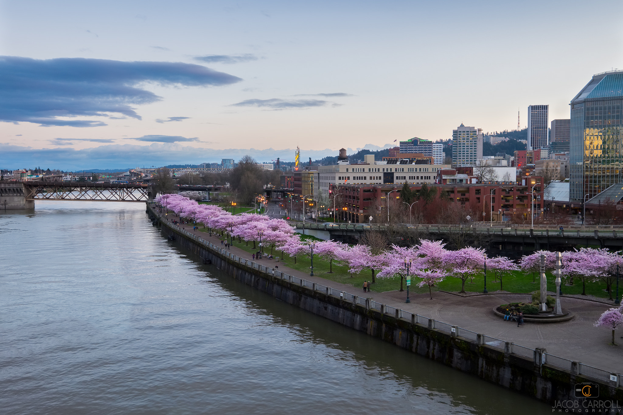 Fujifilm XF 10-24mm F4 R OIS sample photo. Cherry blossoms in portland photography