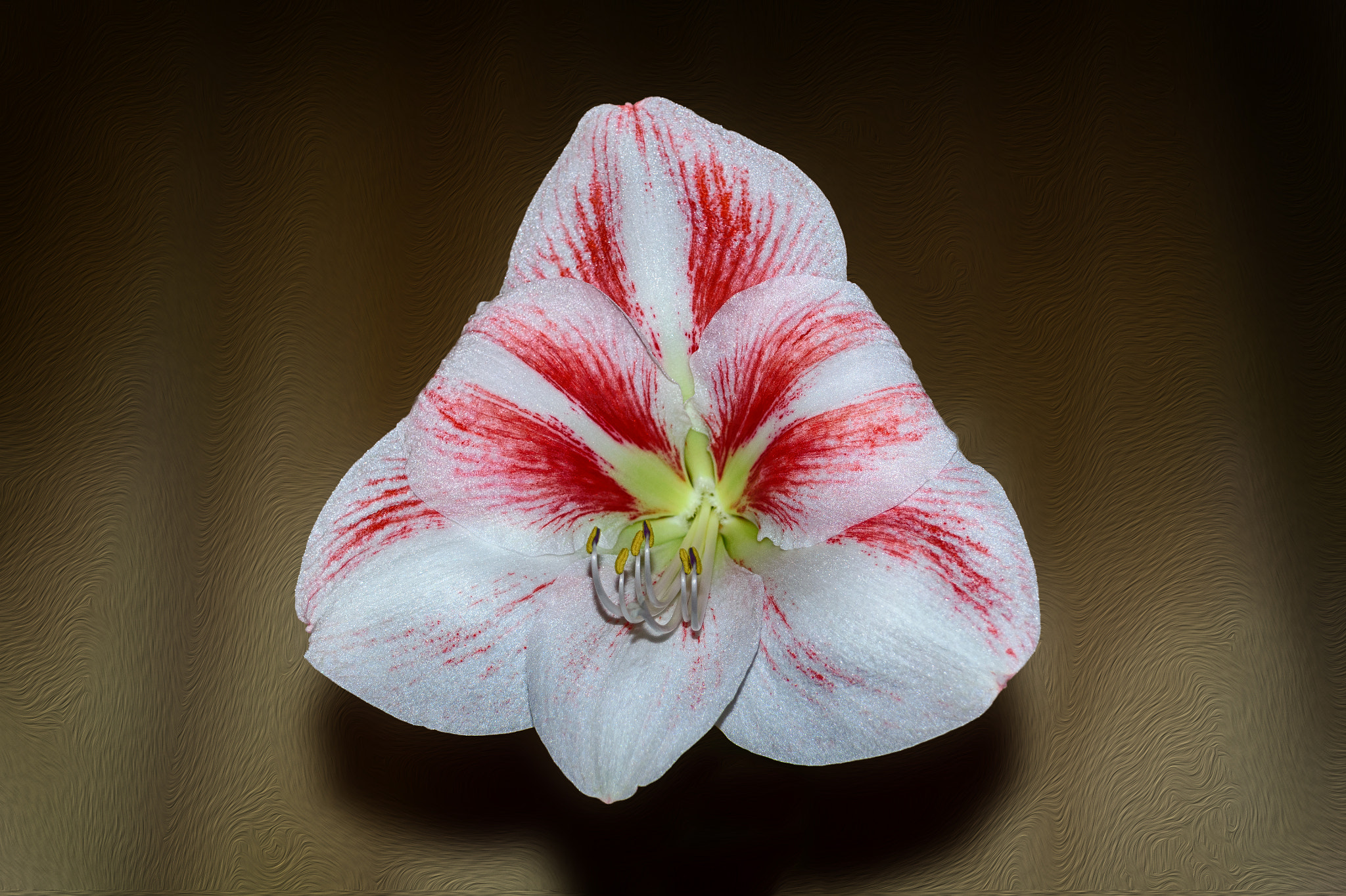 Nikon D3100 sample photo. Amaryllis photography