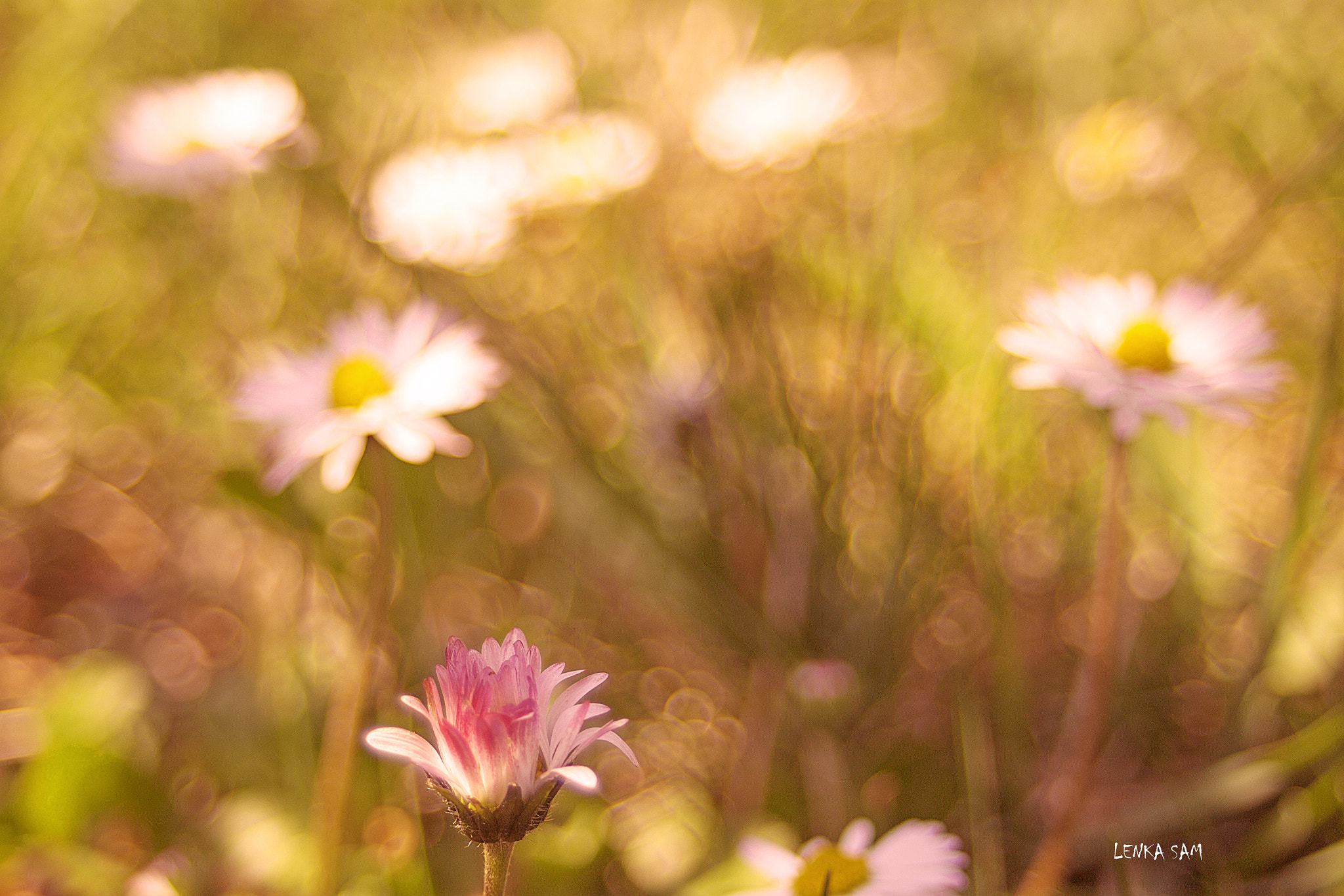 Canon EF 28-70mm f/3.5-4.5 sample photo. Beauty of spring photography