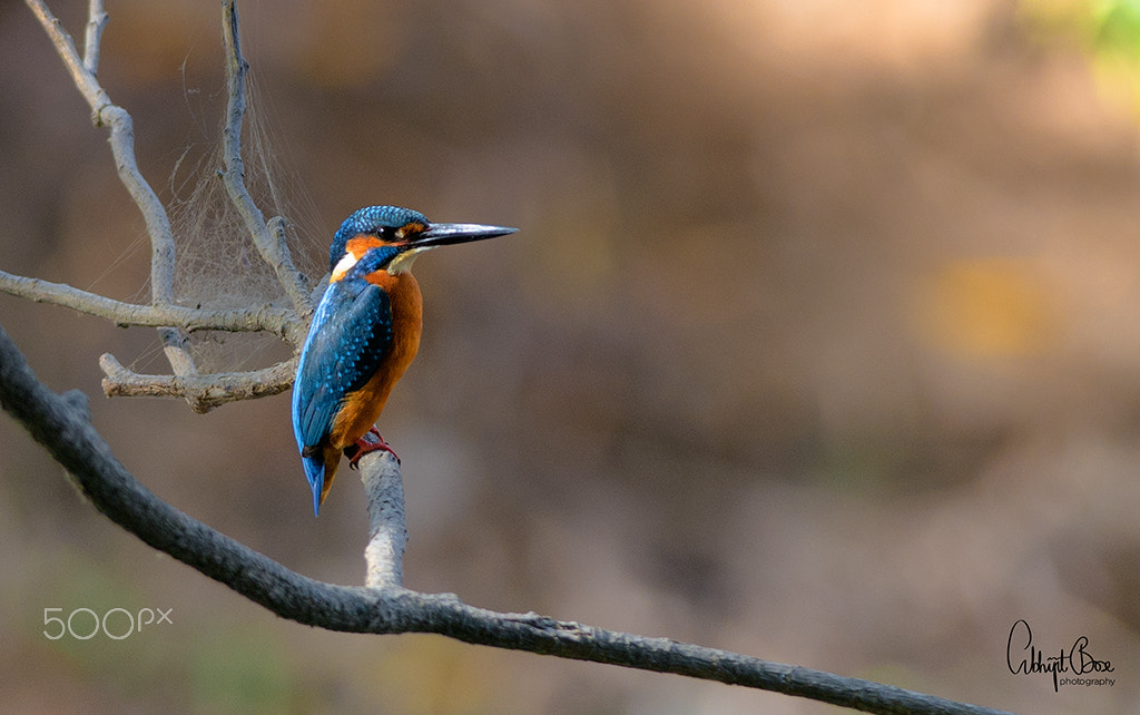 Nikon D7000 sample photo. Common kingfisher photography