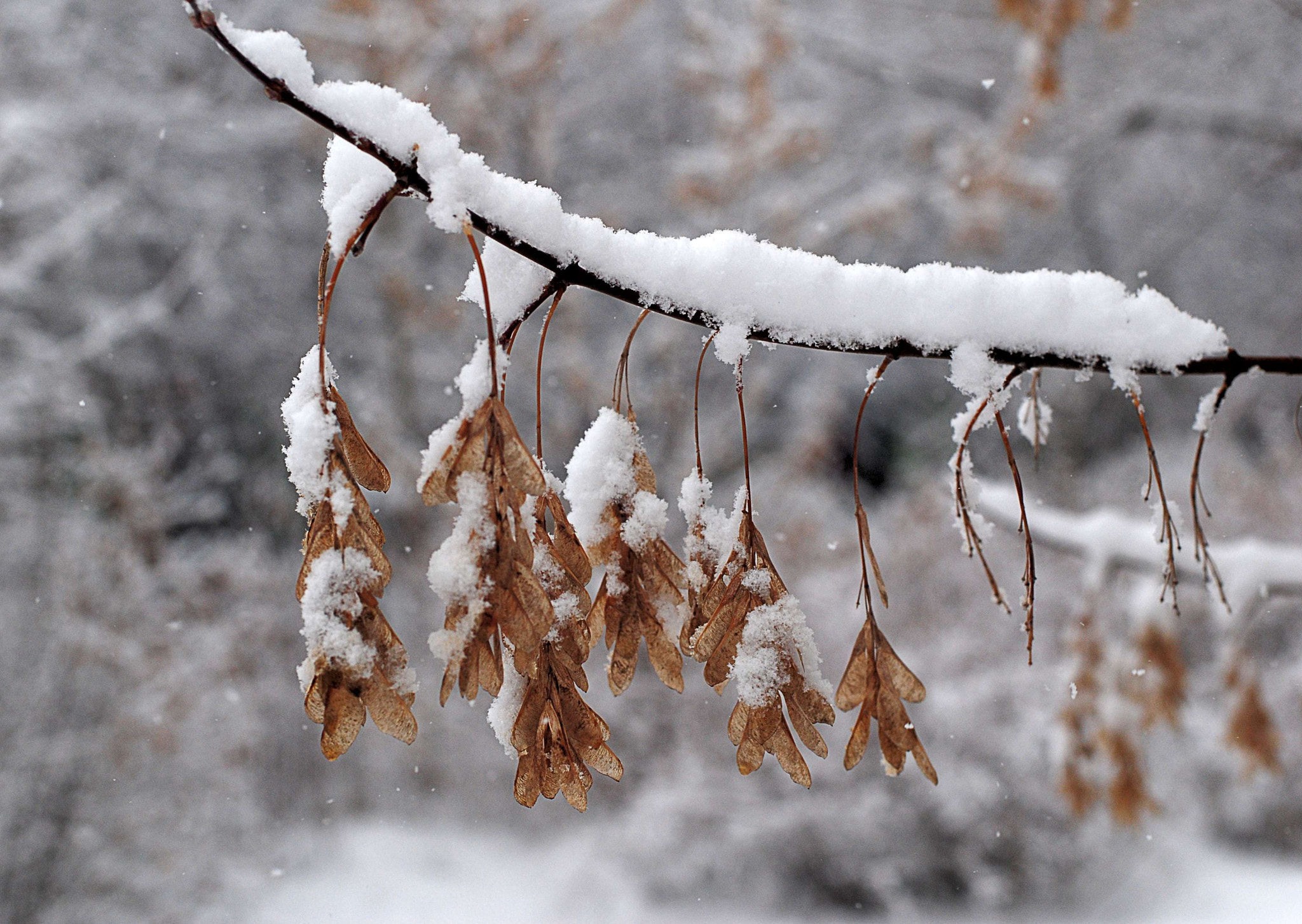Nikon AF Nikkor 50mm F1.4D sample photo. After a snowfall photography