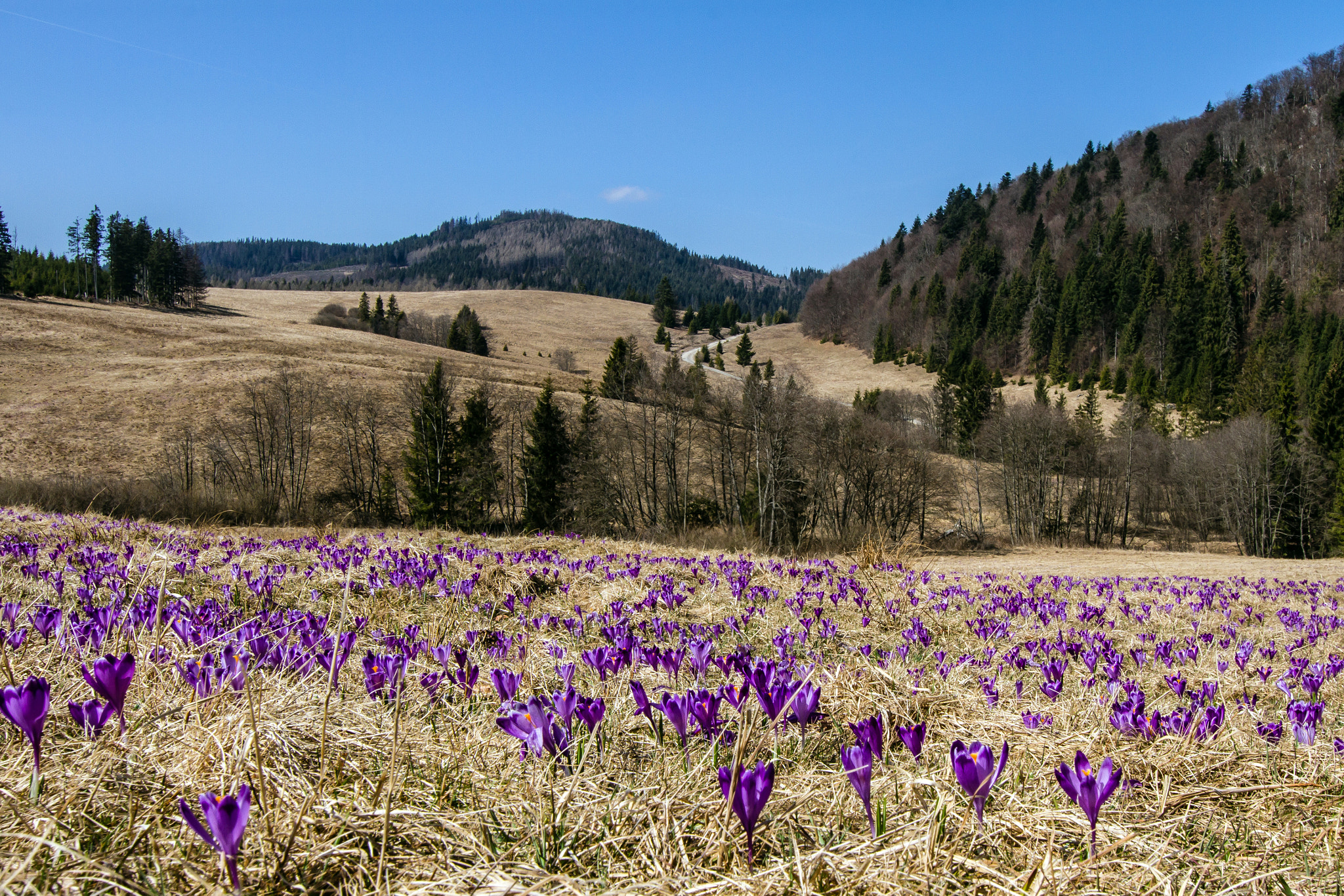 Tokina AT-X Pro 12-24mm F4 (IF) DX sample photo. Spring photography