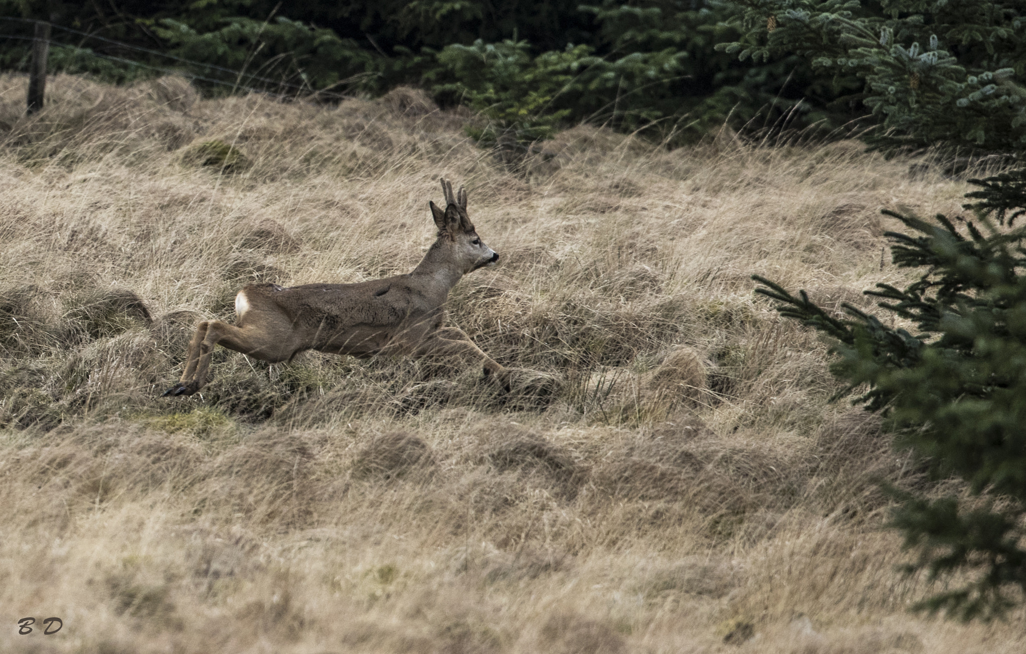 Canon EF 500mm F4L IS USM sample photo. Roebuck photography