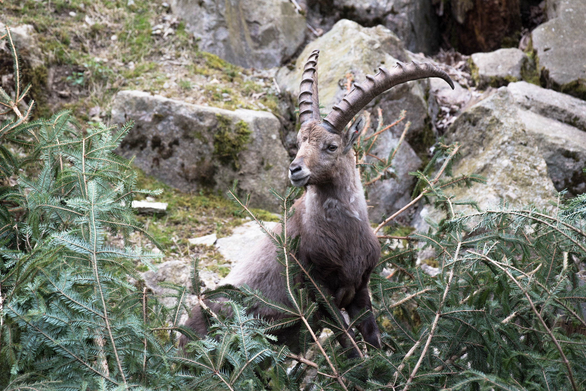 Nikon AF-S Nikkor 200-500mm F5.6E ED VR sample photo. Capricorn photography