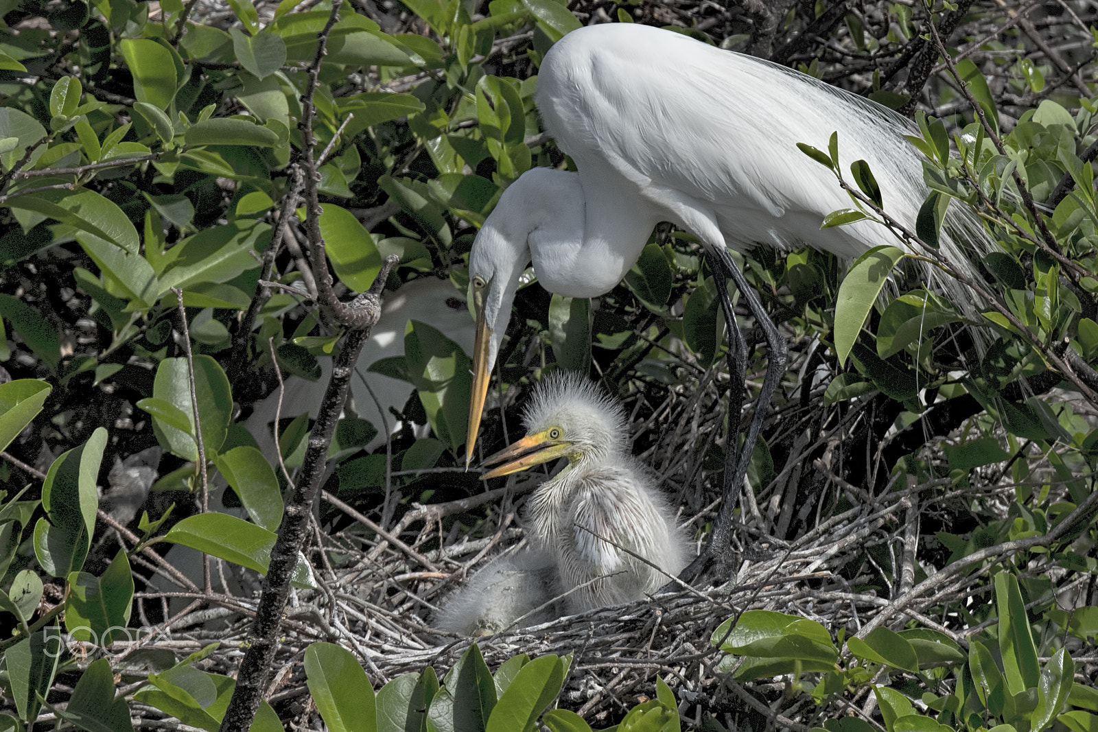 Nikon D810 sample photo. Fuzzy chick photography