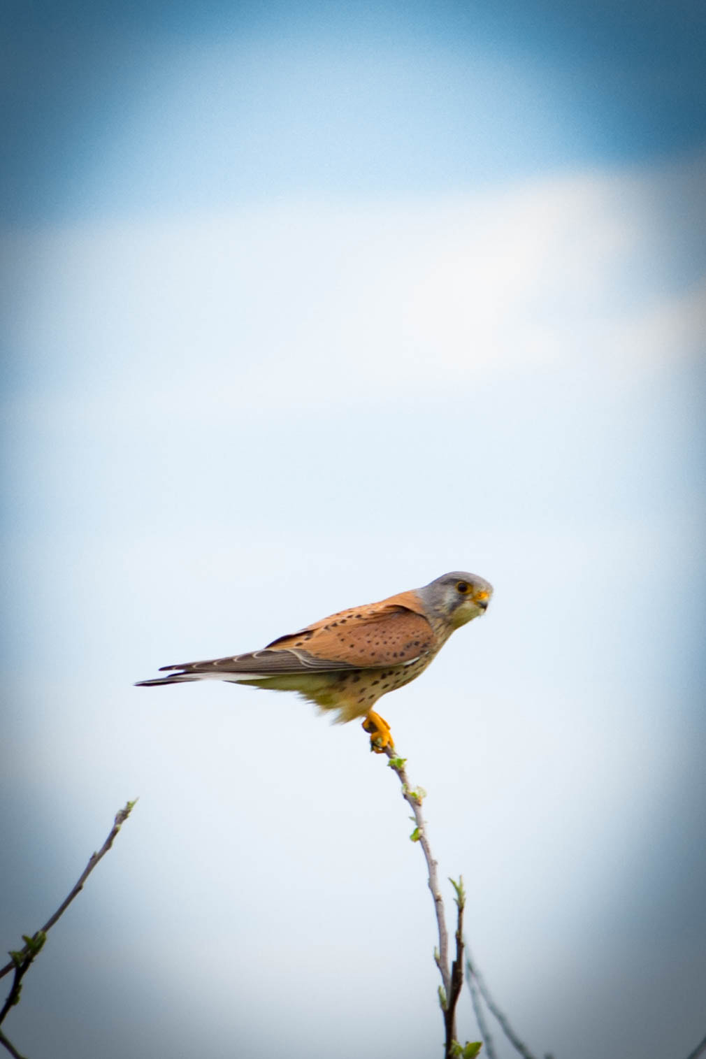 Canon EF-S 55-250mm F4-5.6 IS STM sample photo. Begegnung am felde photography