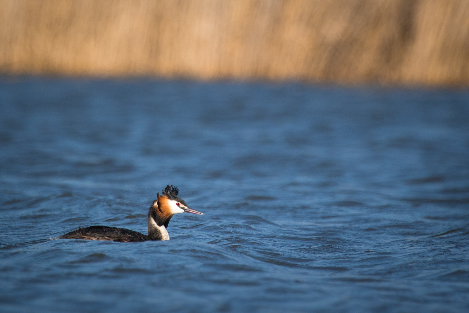 Canon EF 100-400mm F4.5-5.6L IS USM sample photo. Great crested grebe photography