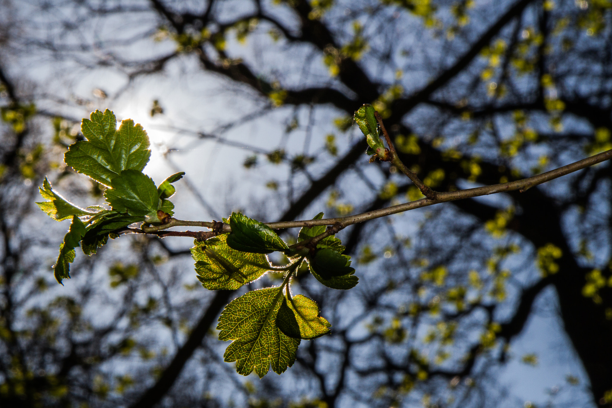 Canon EF-S 17-55mm F2.8 IS USM sample photo. The veins of the plant photography